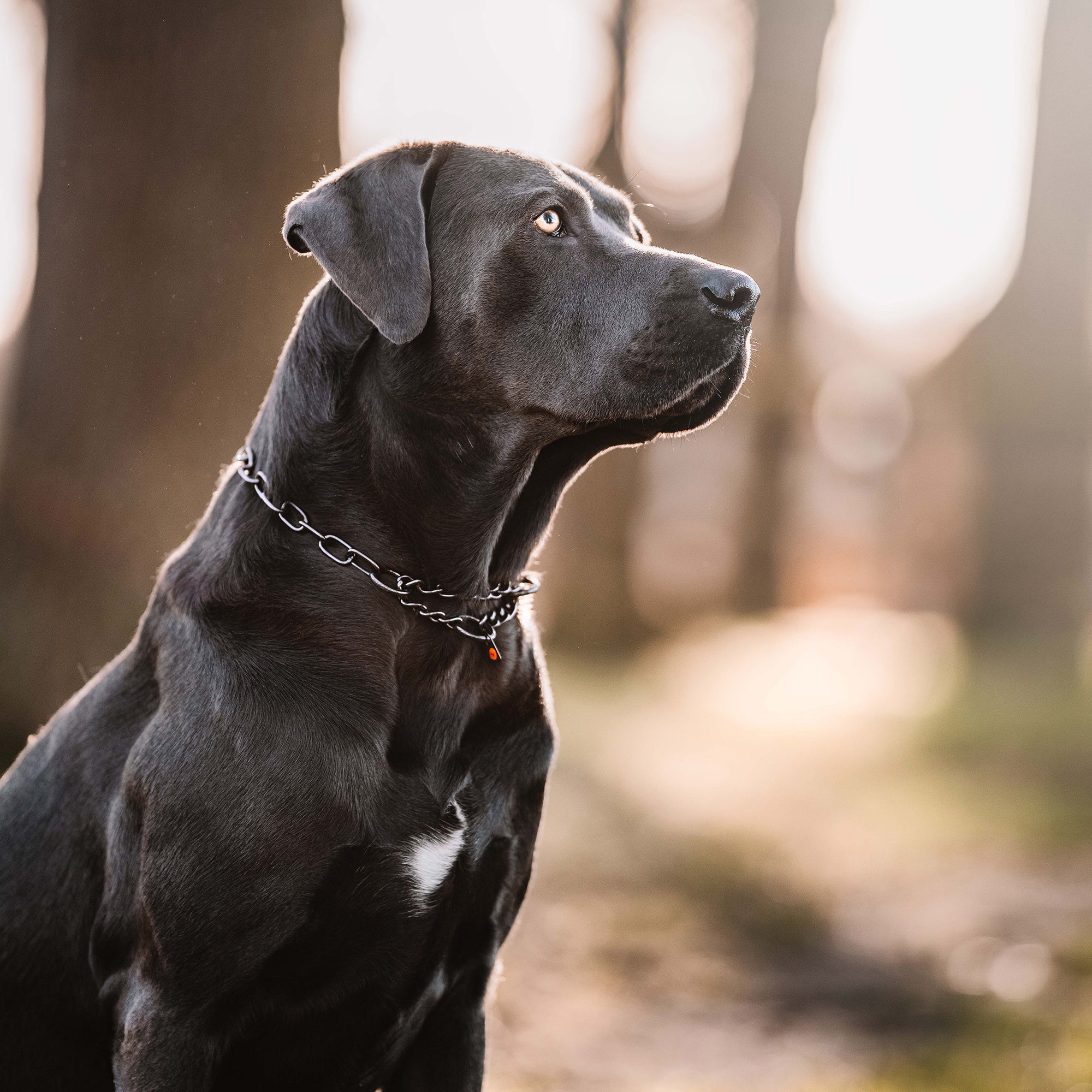 schwarzer Hund mit Edelstahl Halskette schwarz
