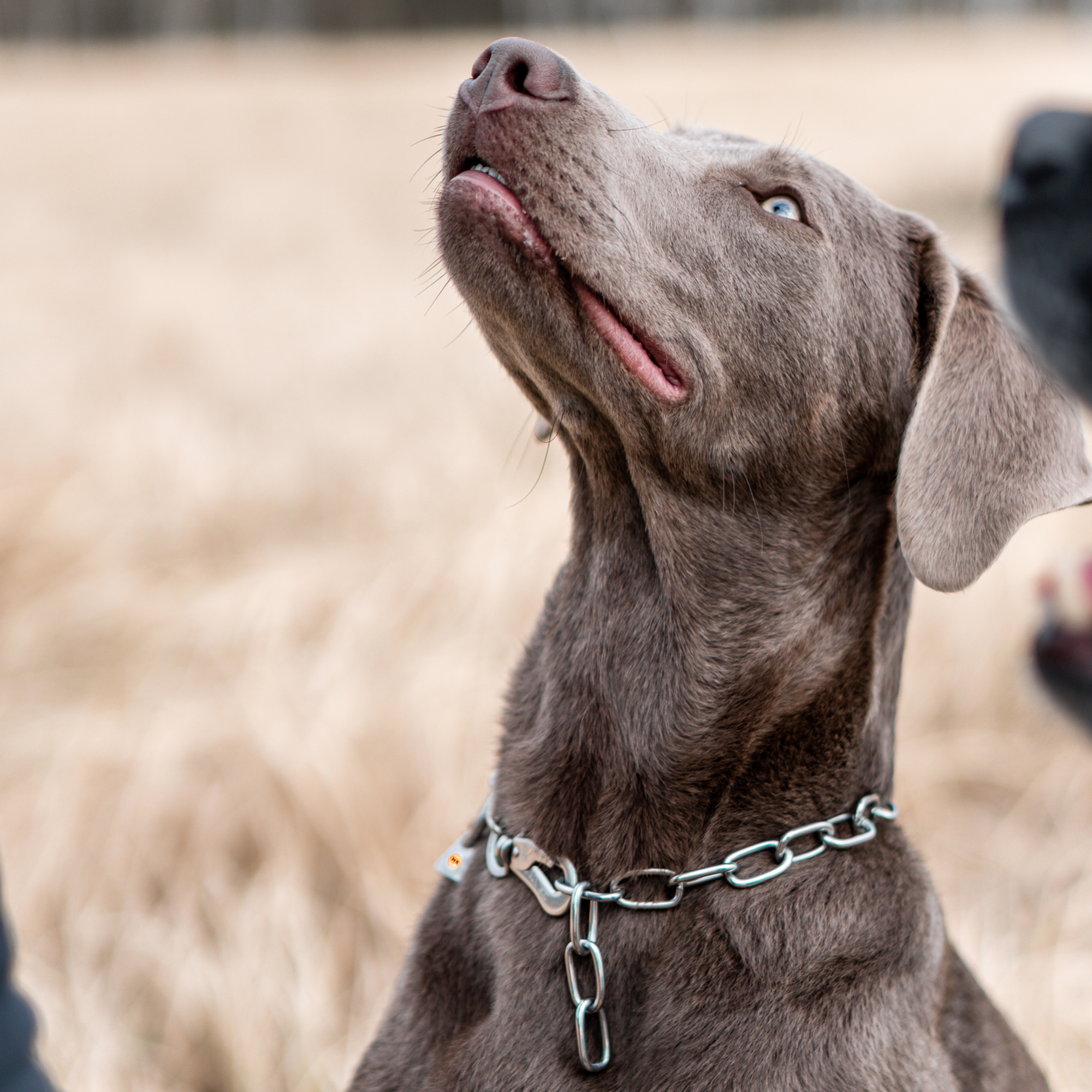 Erstausstattung Hund Set Klassisch | 51547_55-1.png