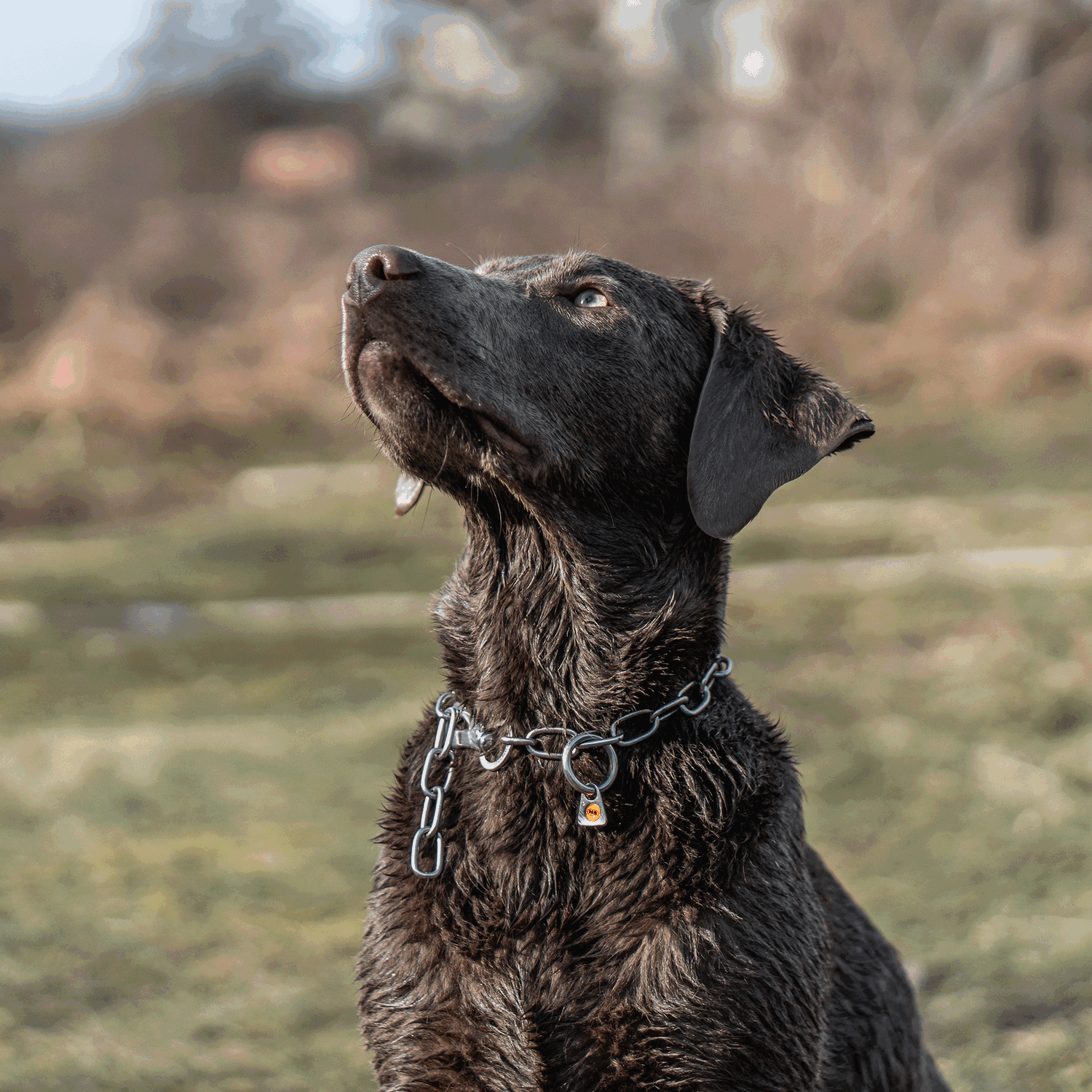 Erstausstattung Hund Set Klassisch | 51547_55-6.png | 1731103084