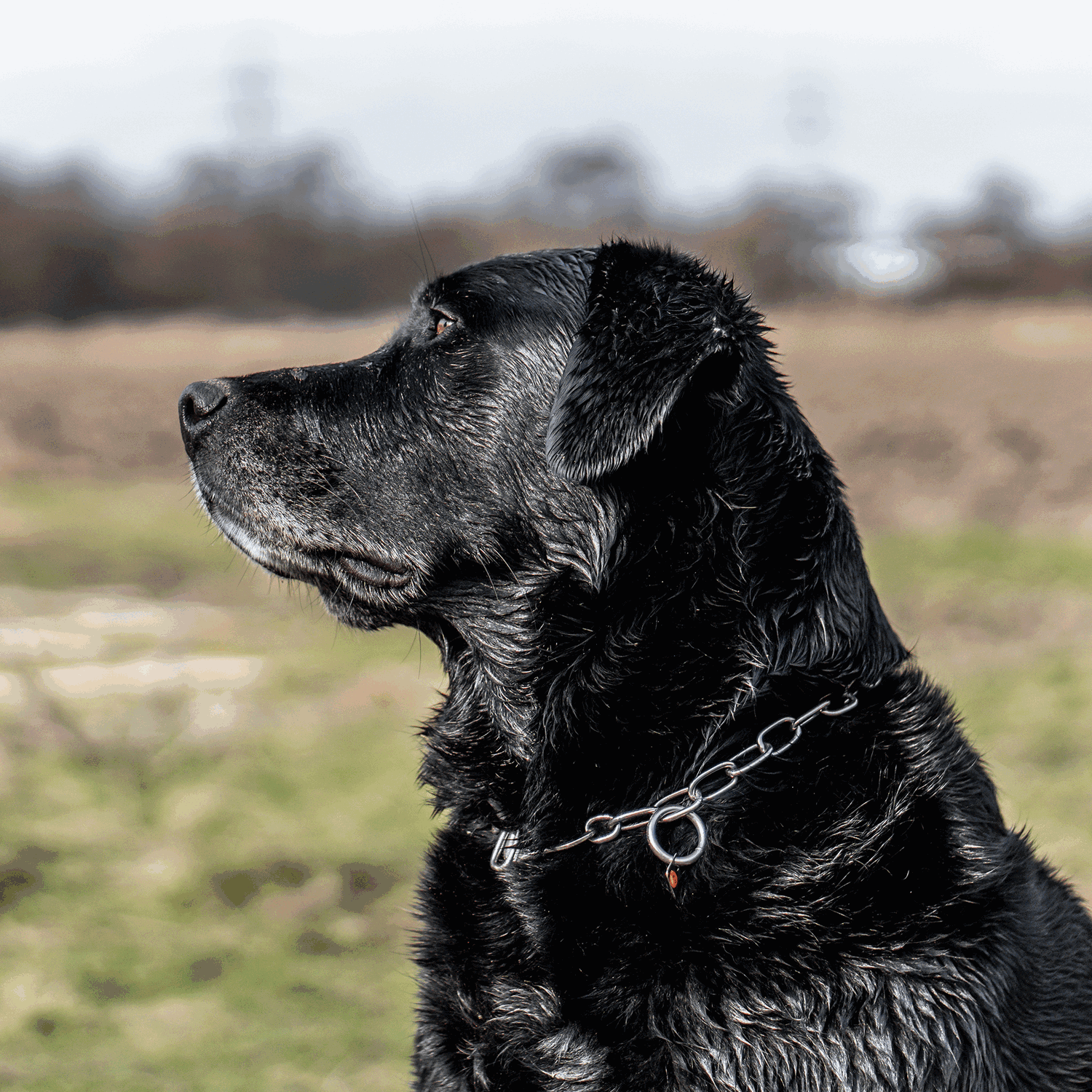 Erstausstattung Hund Set Klassisch | 51547_55-7.png | 1731103084