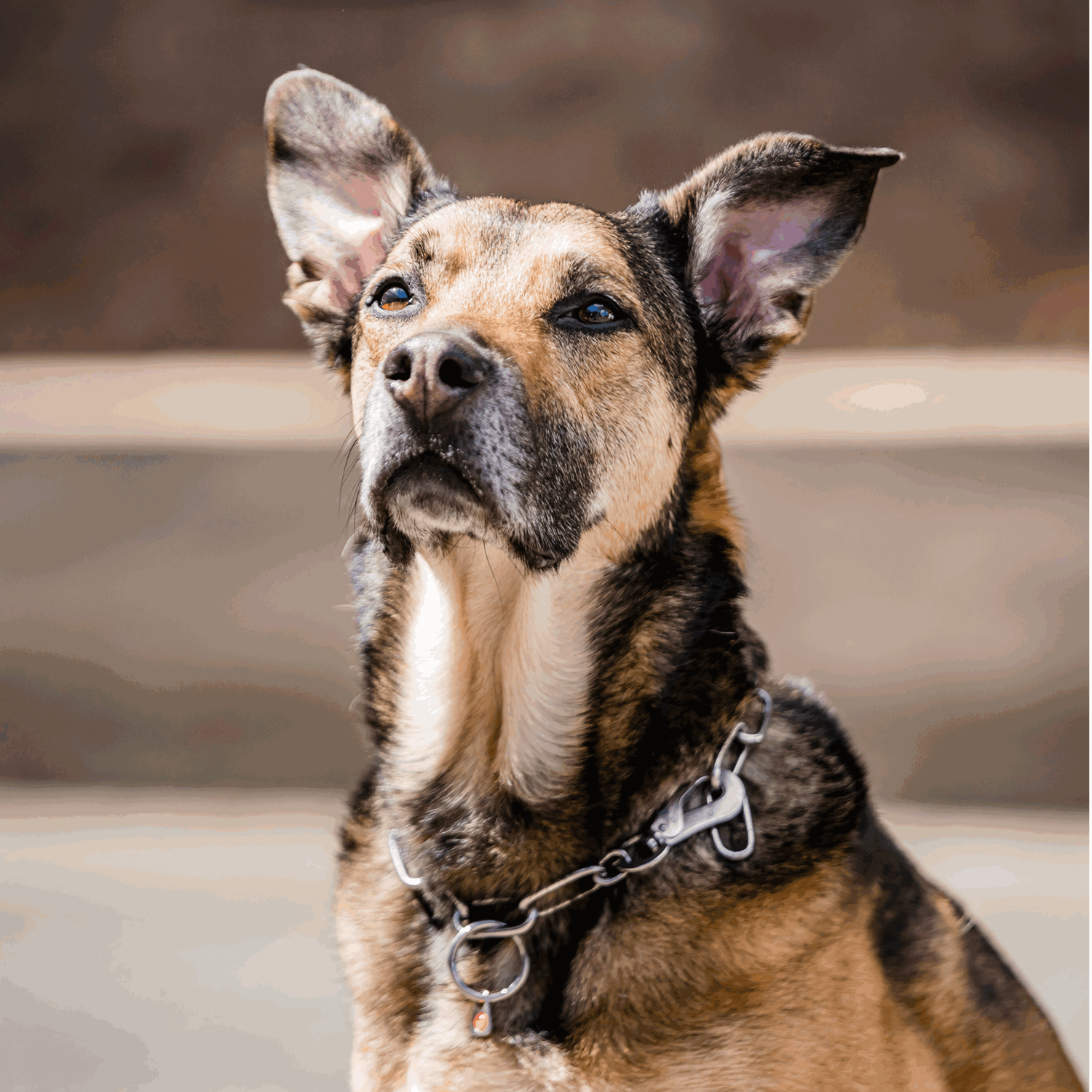 Halskette langgliedrig verstellbar mit SPRENGER Haken Edelstahl Rostfrei 4 mm | 51602-55_1.png | 1747209678