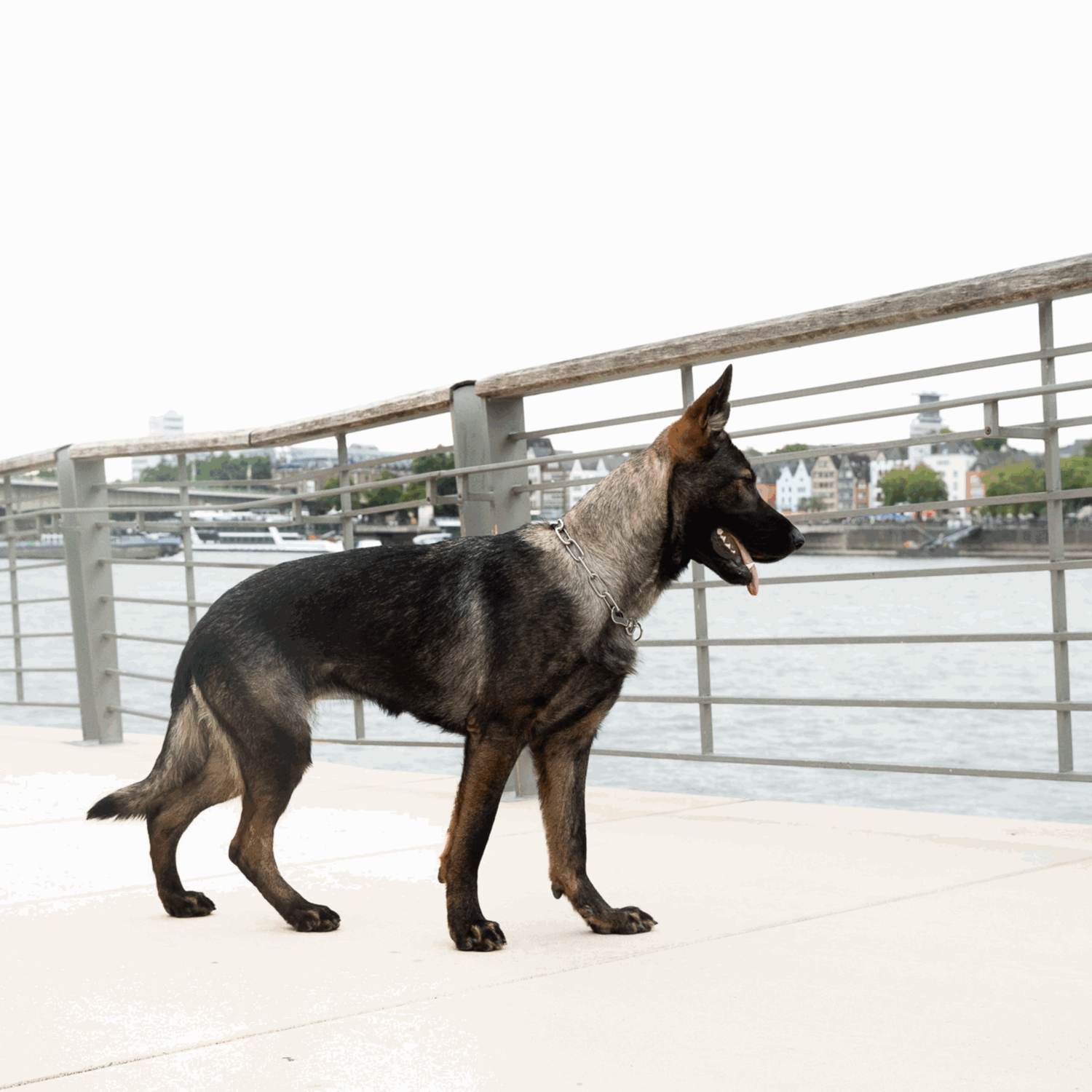 Halskette langgliedrig verstellbar mit SPRENGER Haken Edelstahl Rostfrei 4 mm | 51602-55_7.png