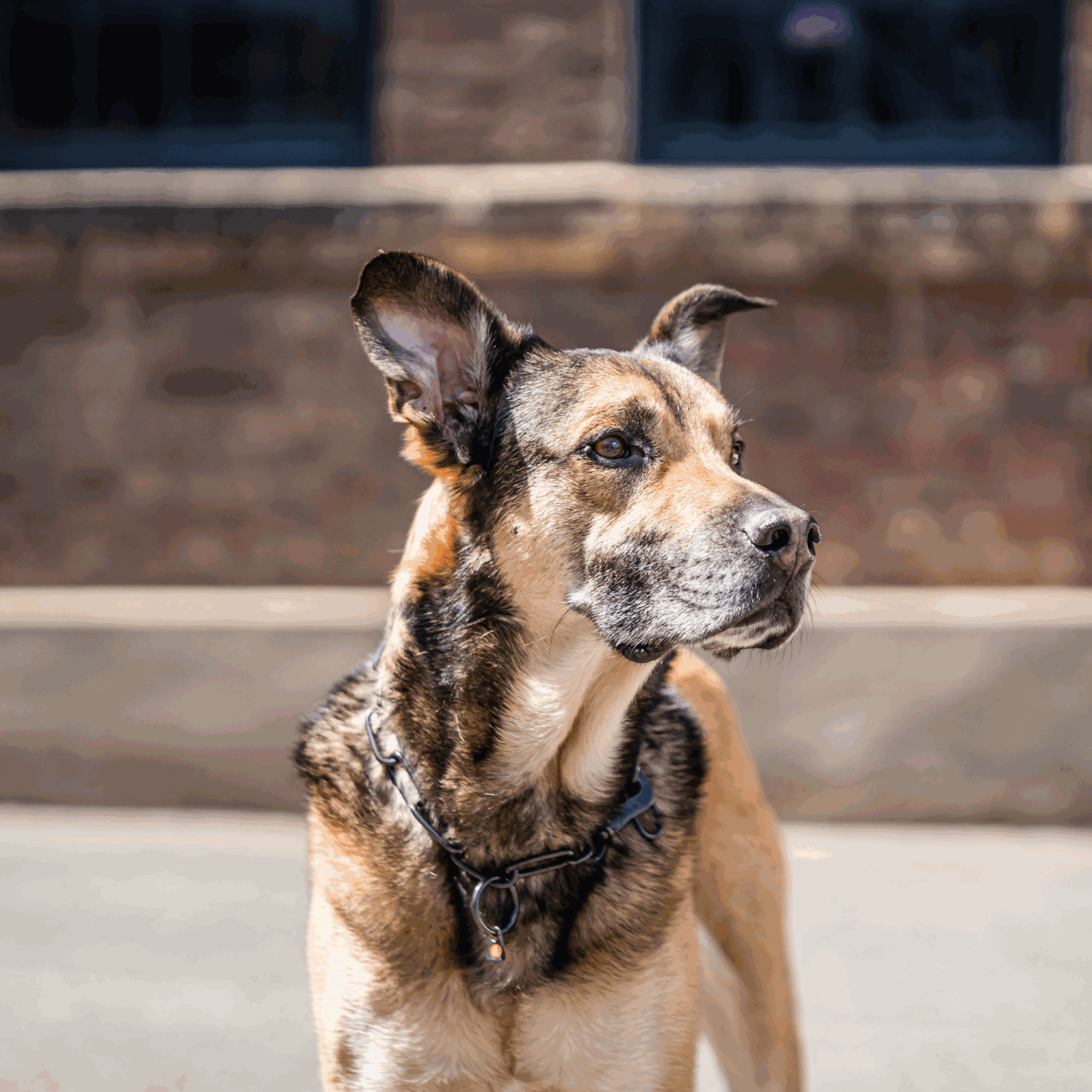 Halskette langgliedrig verstellbar mit SPRENGER Haken Edelstahl Rostfrei schwarz 4 mm | 51602-57_1.png | 1747209707