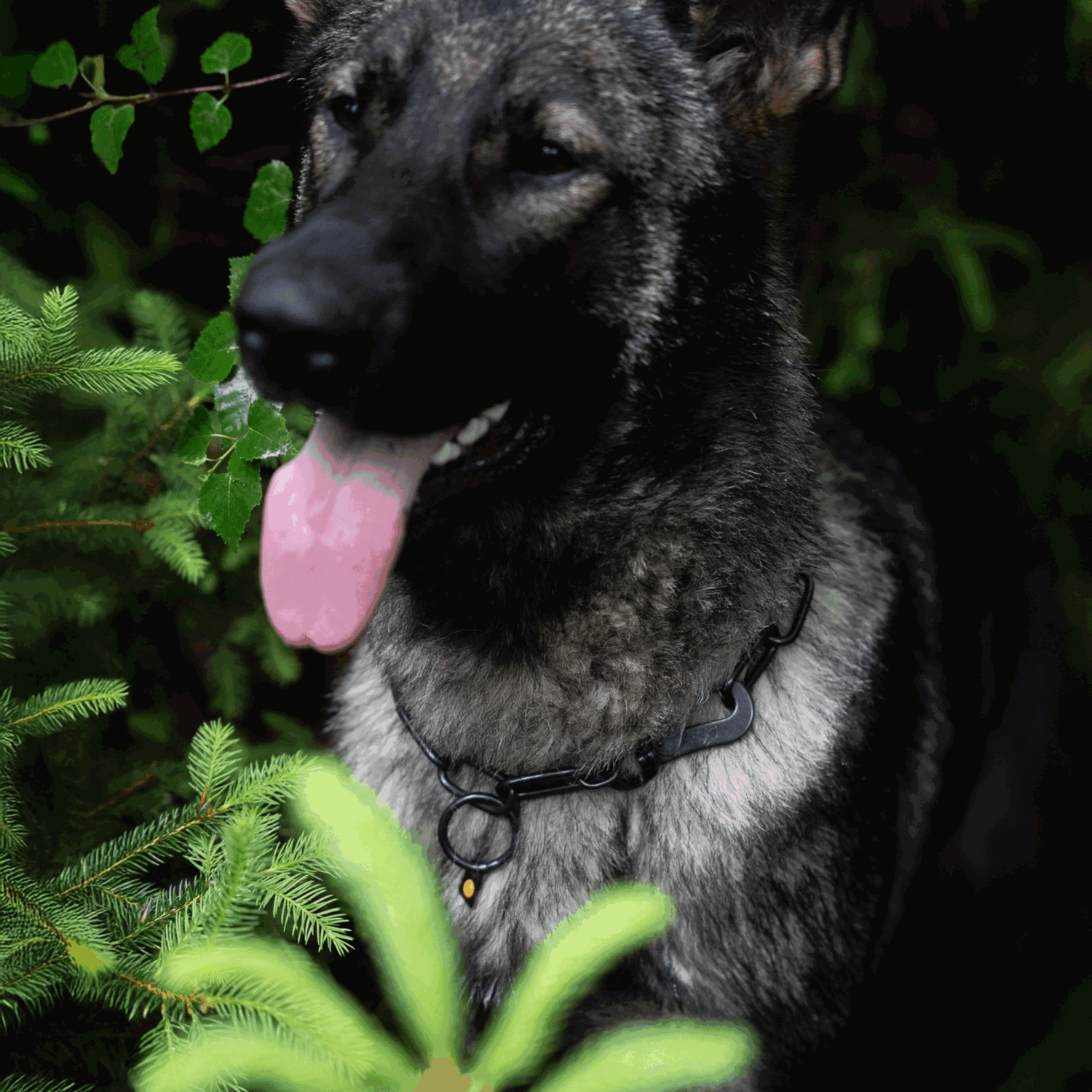 Halskette langgliedrig verstellbar mit SPRENGER Haken Edelstahl Rostfrei schwarz 4 mm | 51602-57_4.png