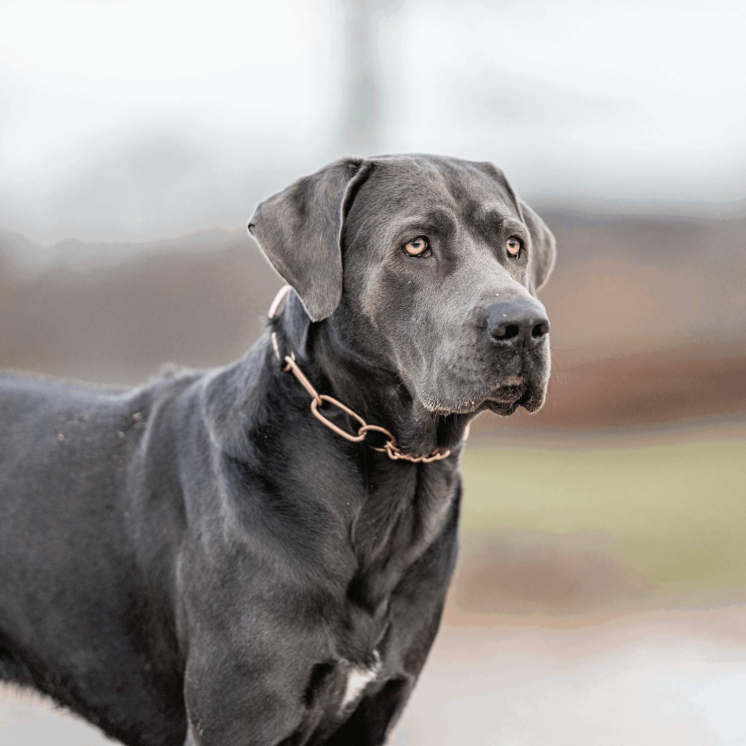 Halskette mit Zugbegrenzung CUROGAN 4 mm | 51614-67-7.png | 1731102919