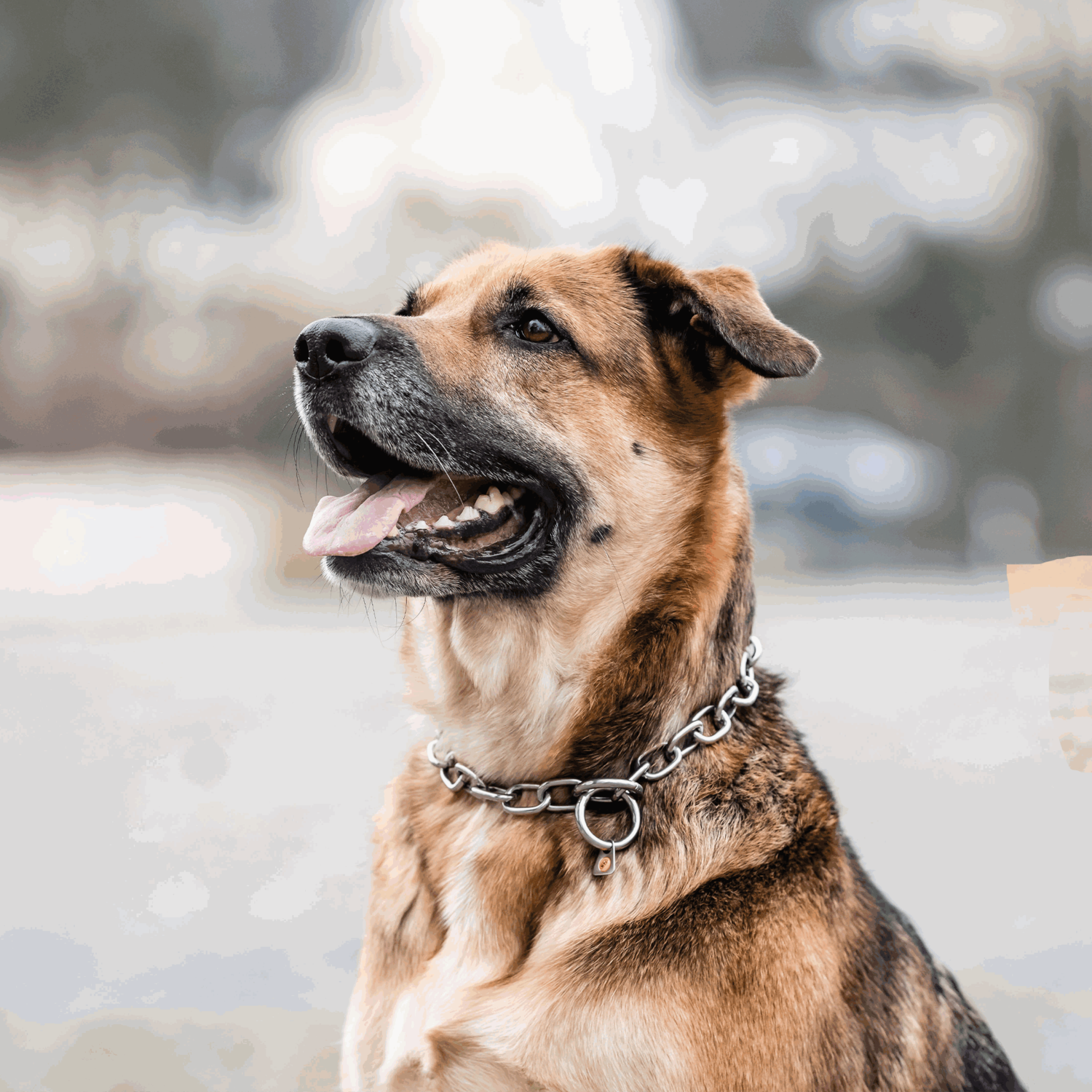 Halskette stark Edelstahl Rostfrei 4 mm | 51641_55_2.png | 1731103114