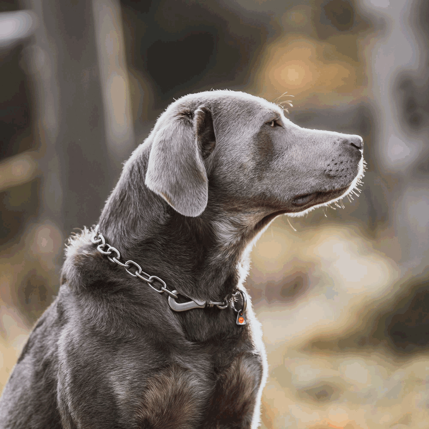 Halskette verstellbar mit SPRENGER Haken Edelstahl Rostfrei 4 mm | 51647-55-5.png | 1731103120