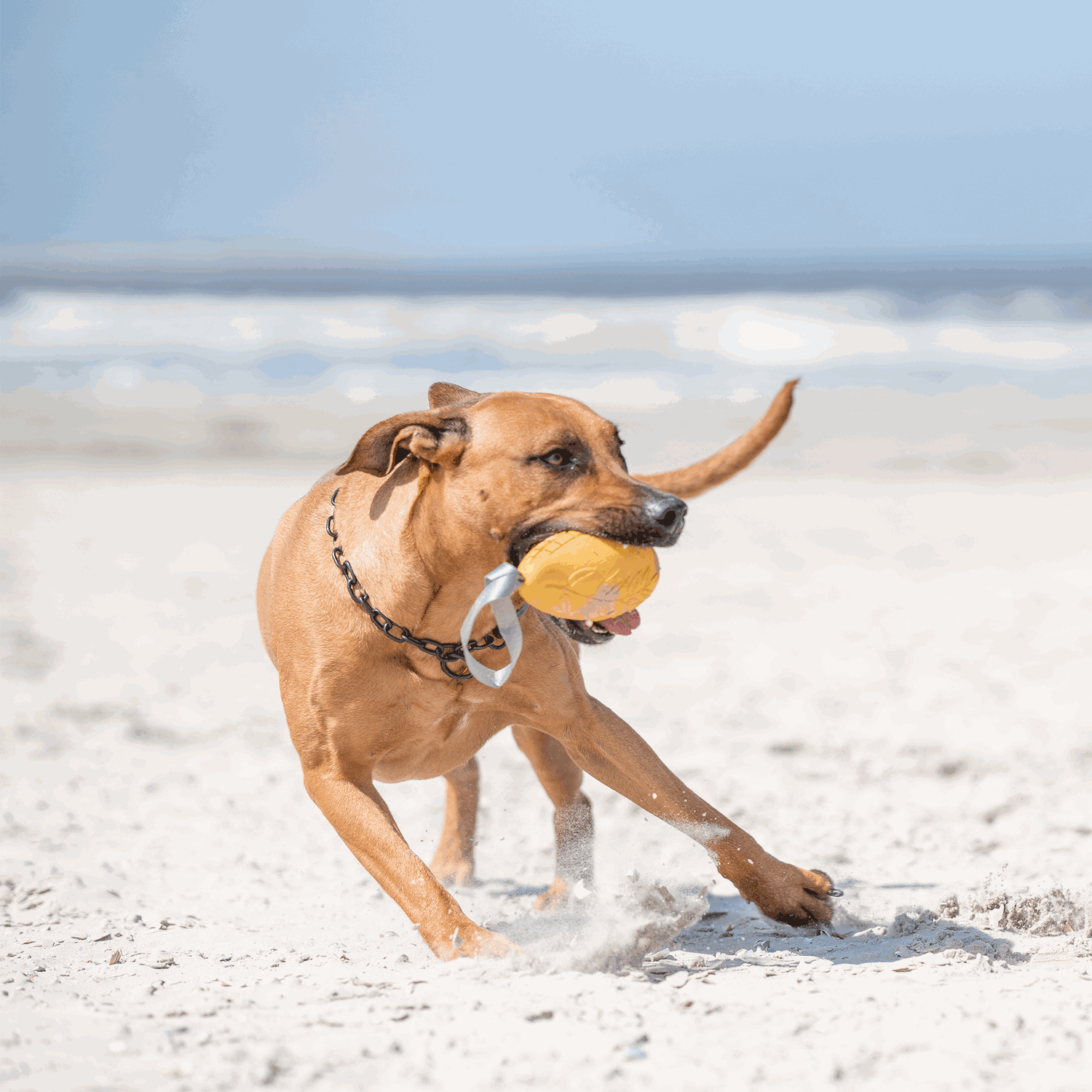 Erstausstattung Hund Set Schwarz | 51647-57-19.png | 1731103253