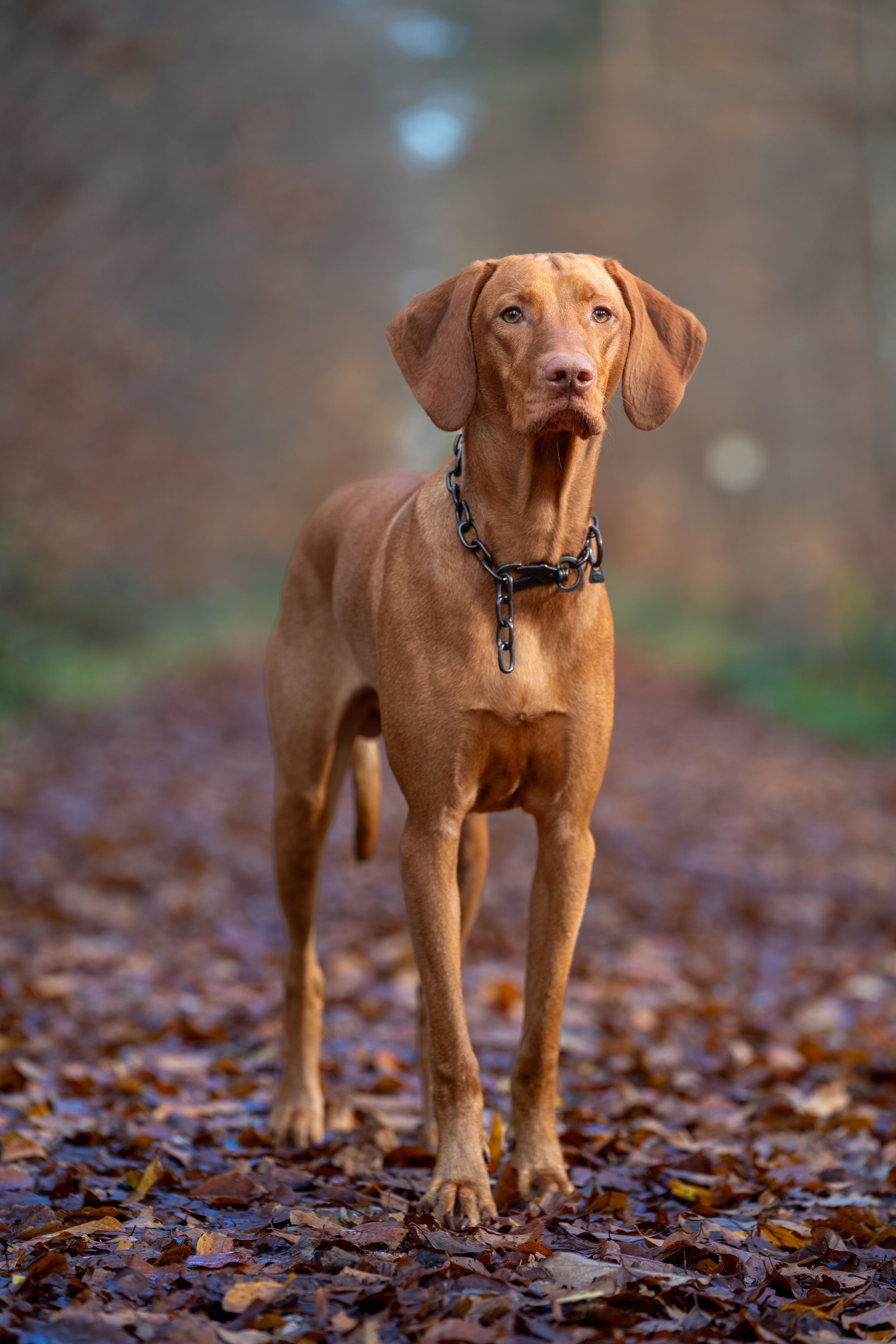 Hund mit schwarzen Edelstahl Kettenhalsband mit Haken auf einem Laubweg