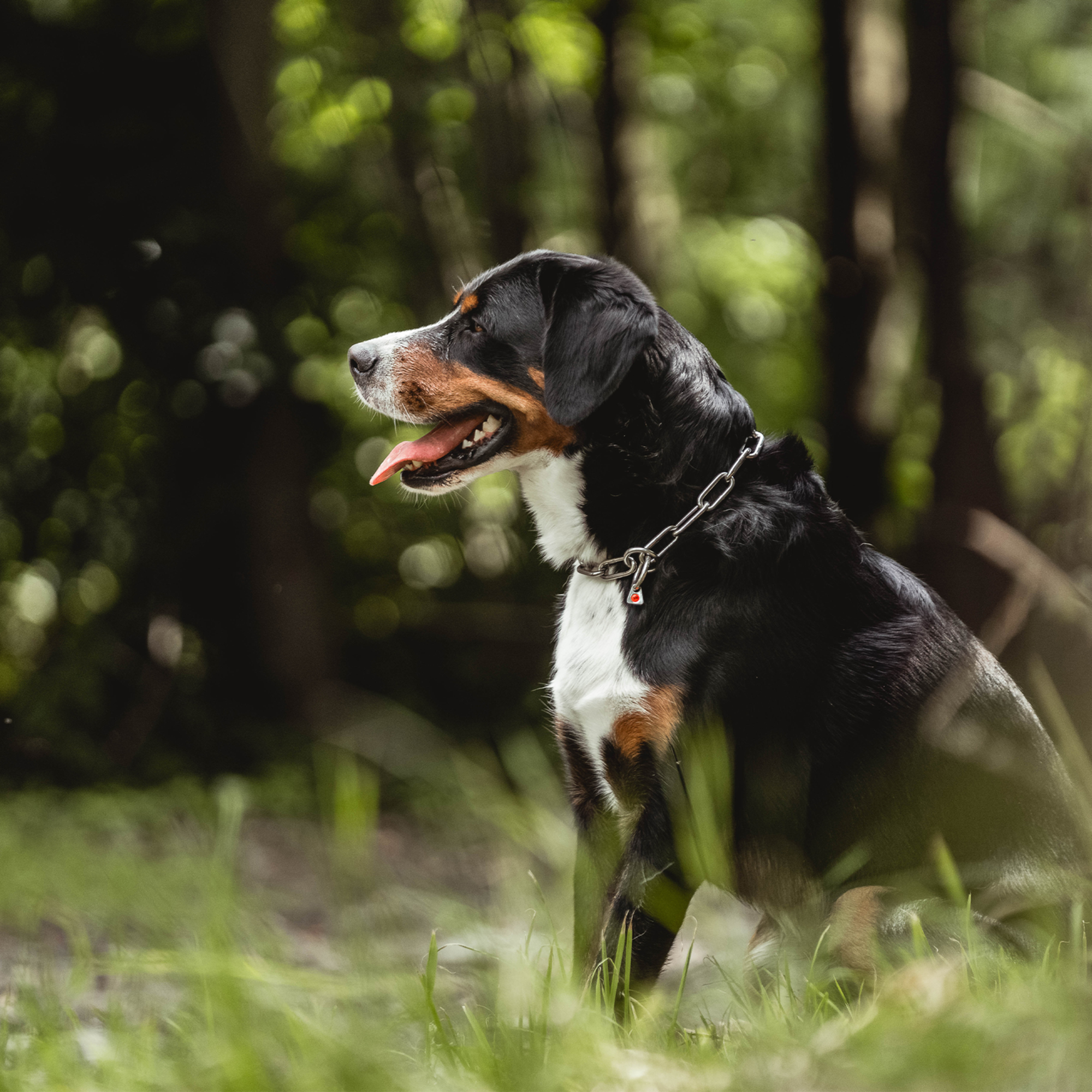 Halskette langgliedrig Edelstahl Rostfrei 4 mm | 51663_55_01.png
