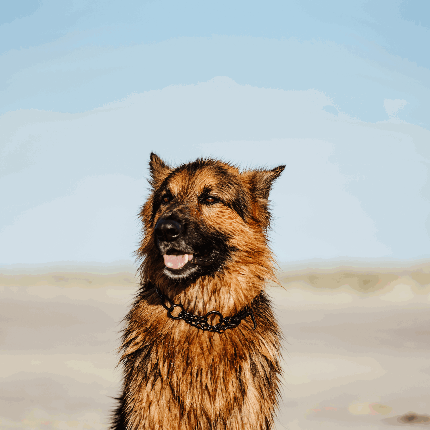 Halskette verstellbar mit SPRENGER Haken Edelstahl Rostfrei schwarz 4 mm | 51667-57_05.png | 1731103265