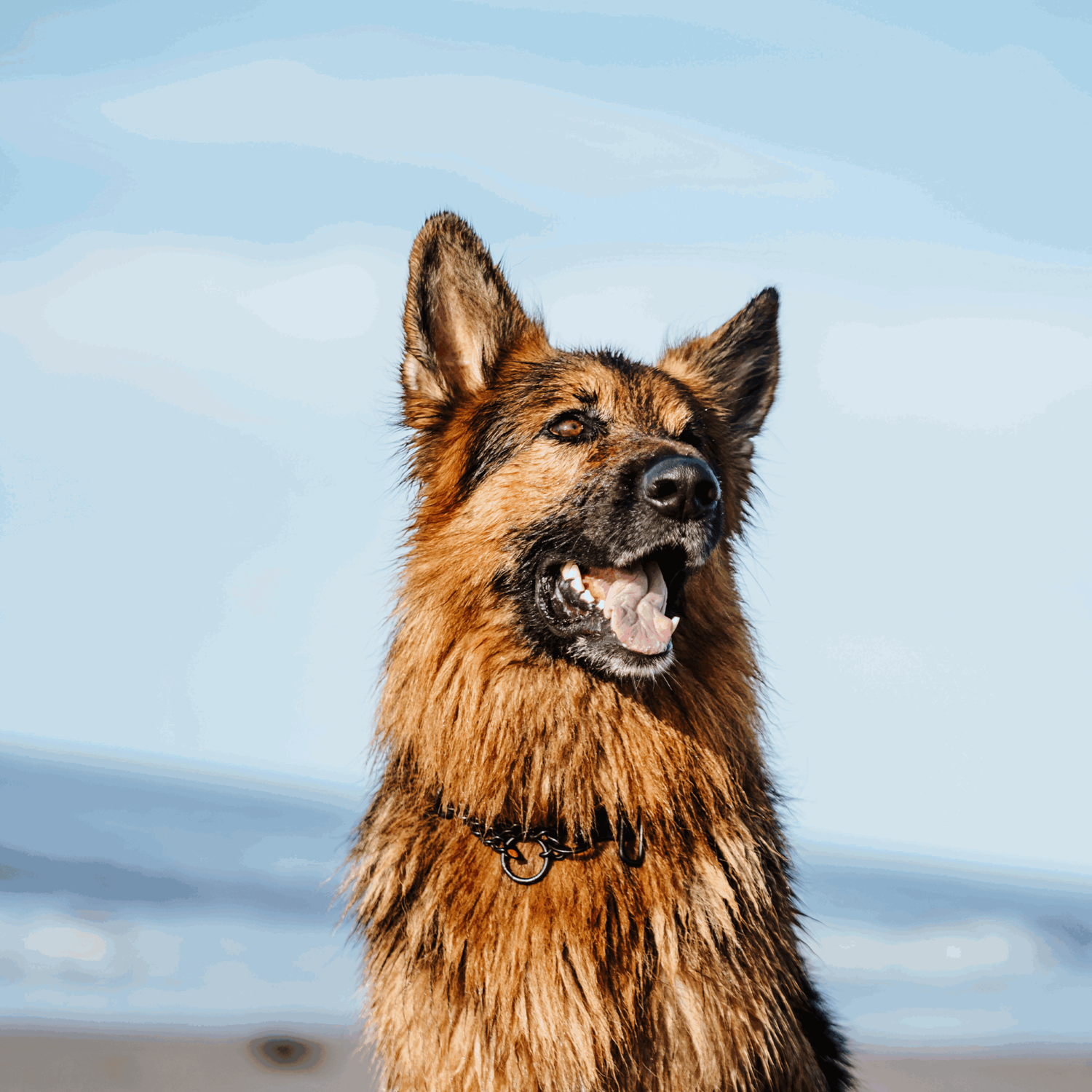 Halskette verstellbar mit SPRENGER Haken Edelstahl Rostfrei schwarz 4 mm | 51667-57_06.png | 1731103266