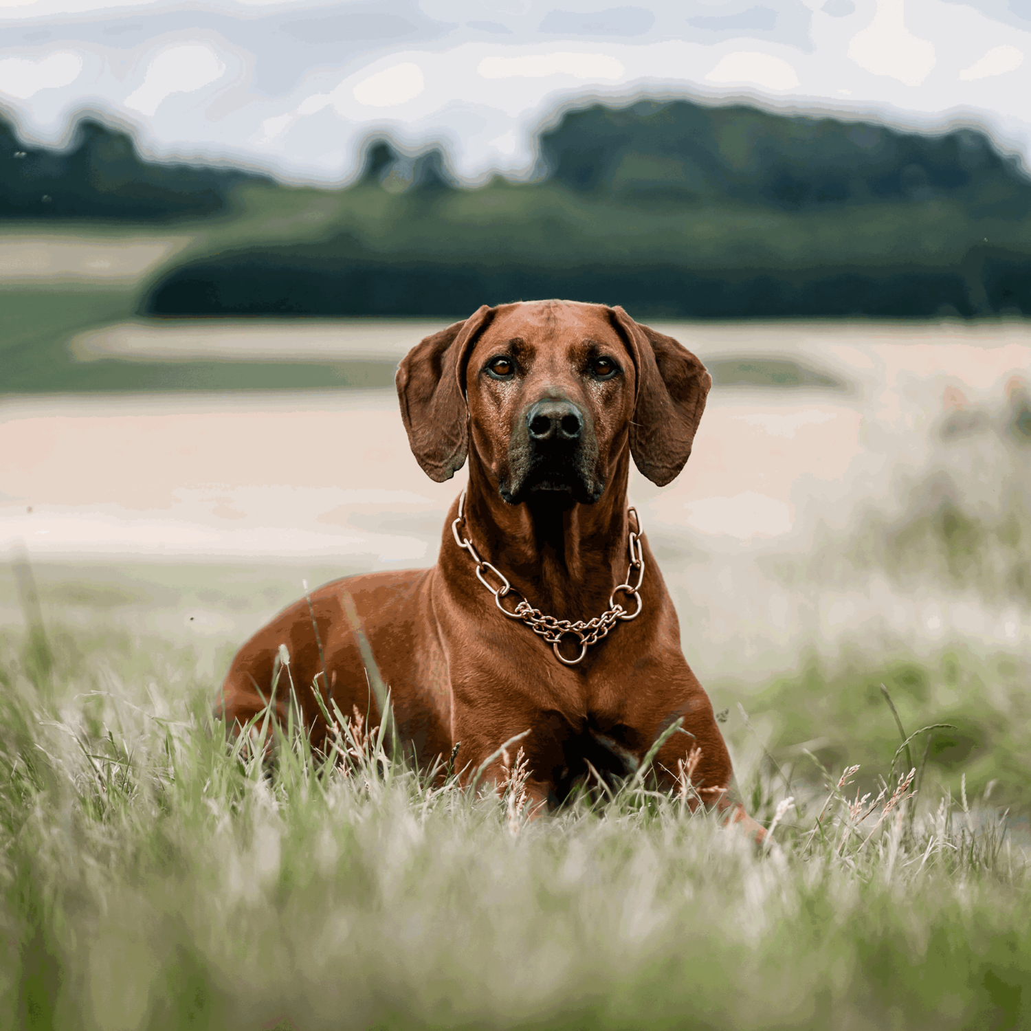 Halskette mit Zugbegrenzung Curogan 4 mm | 51682-67_05.png | 1731102961
