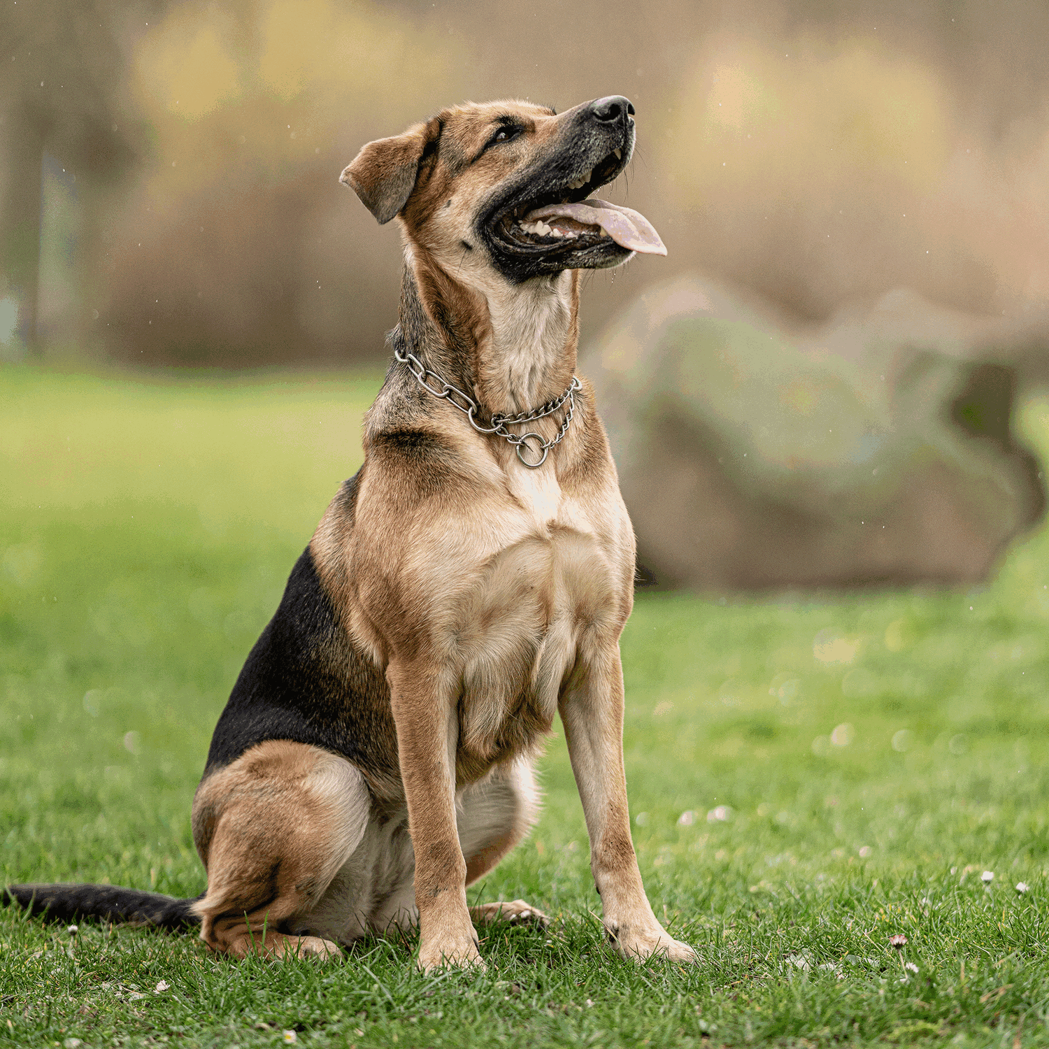 Halskette mit Zugbegrenzung Edelstahl Rostfrei 4 mm | 51682_55-6.png | 1731103134