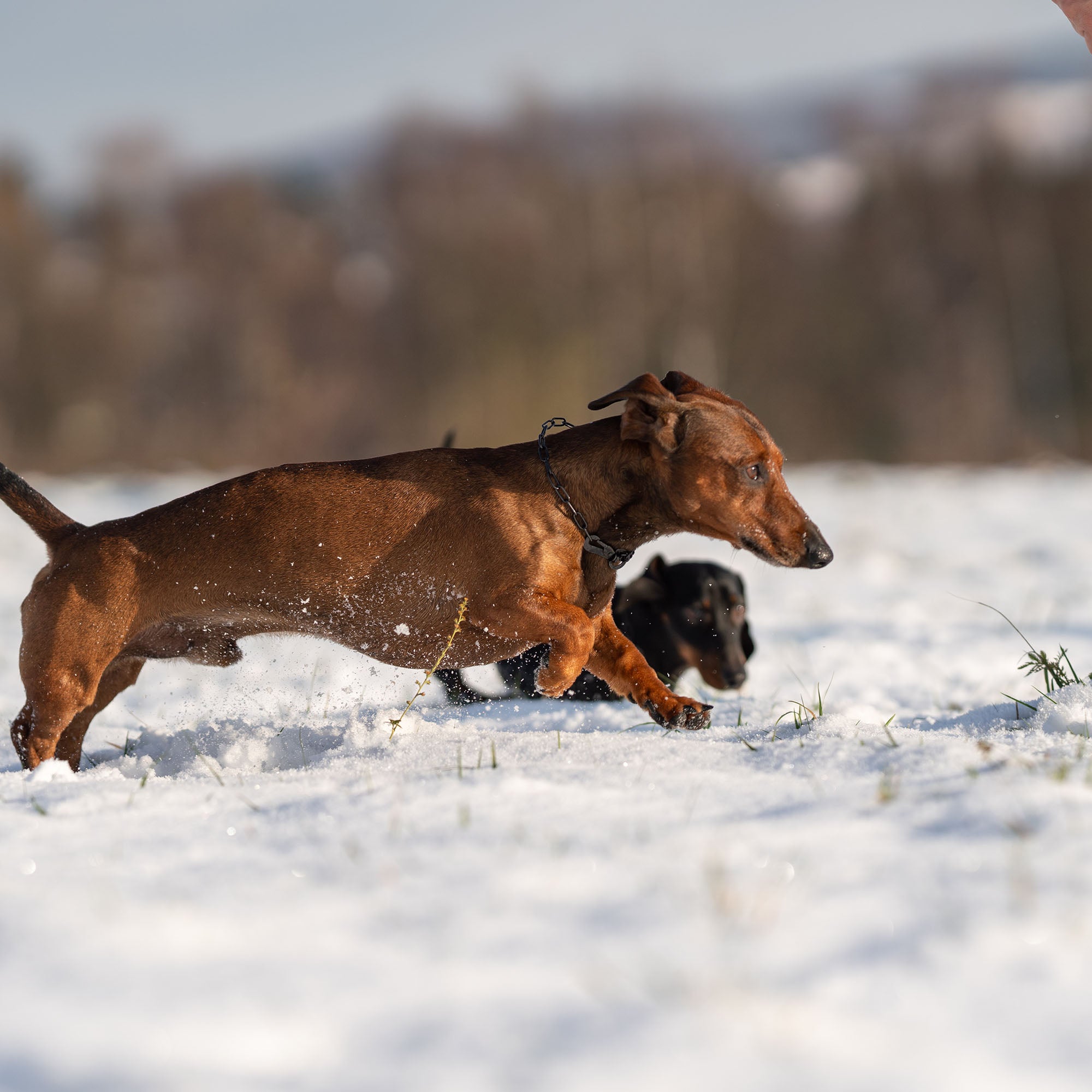 Zwei Hunde, ein brauner Dackel und ein schwarzer Hund, spielen fröhlich im Schnee. Der Dackel läuft mit erhobener Schnauze, während der schwarze Hund aufmerksam neben ihm steht. Im Hintergrund sind unscharfe Winterlandschaft und schneebedeckte Wiese zu sehen.