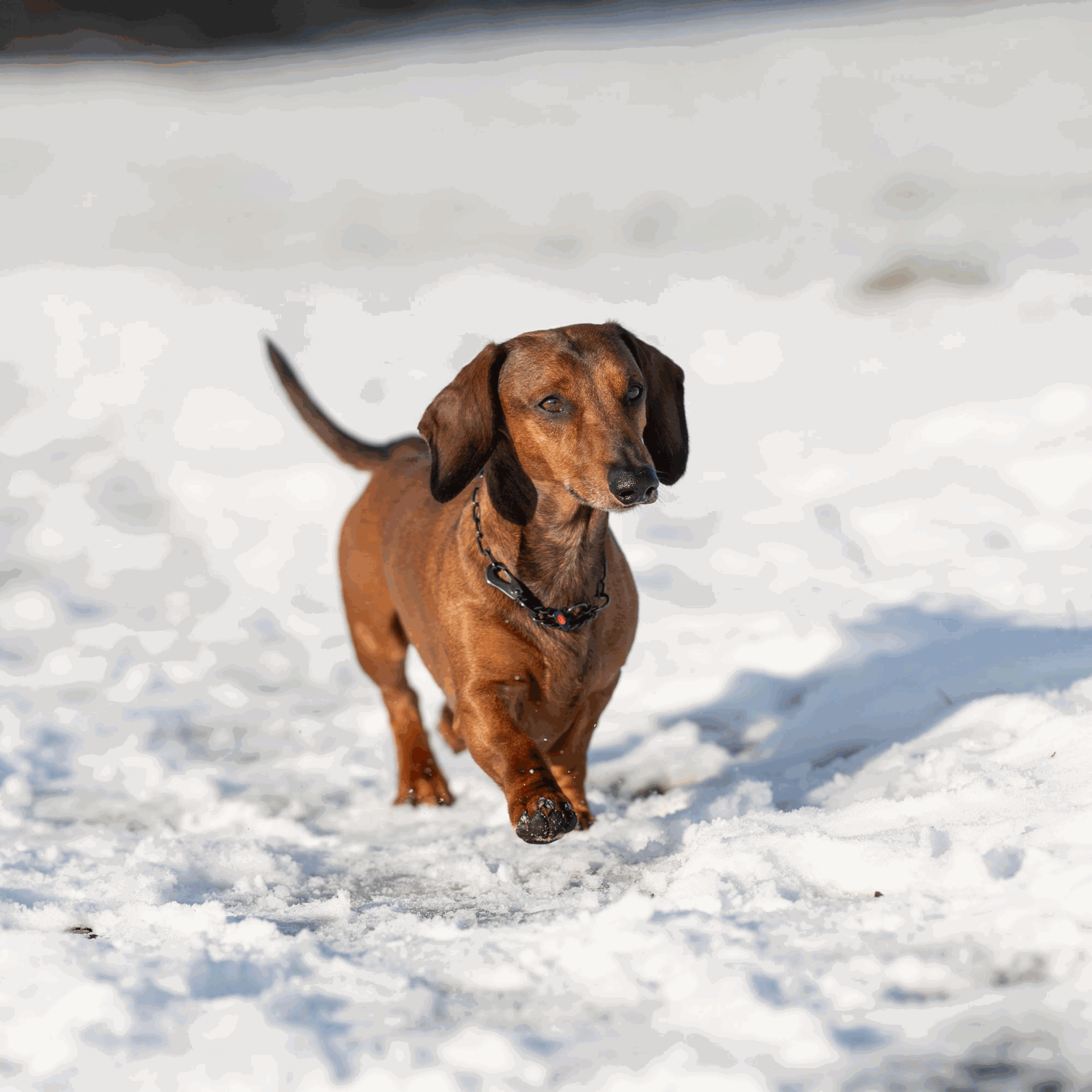 Halskette verstellbar mit SPRENGER Haken Edelstahl Rostfrei schwarz 2 mm | 52440-57_6.png | 1731103293