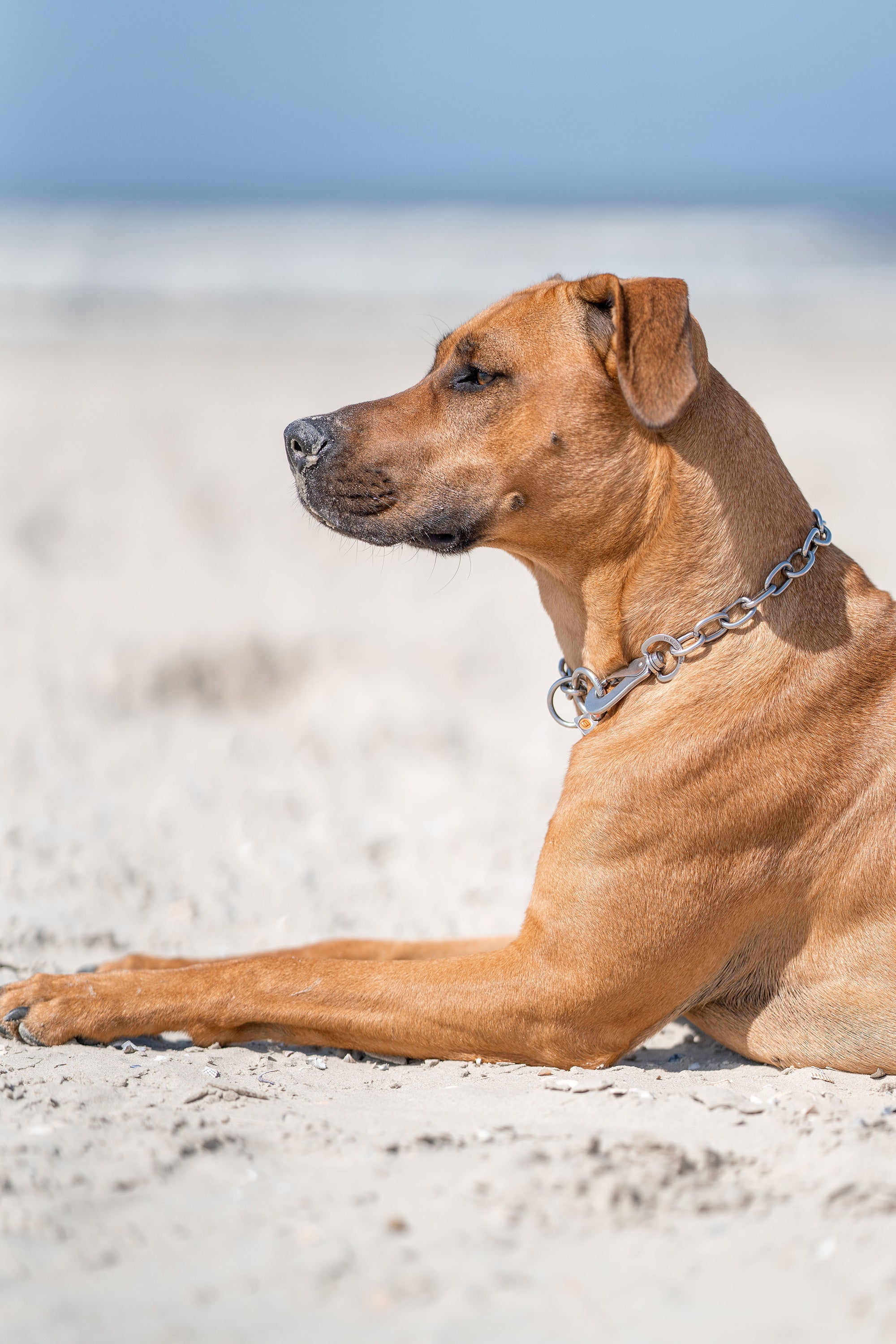 Hund mit verstellbaren Edelstahl Kettenhalsband mit Haken am Strand