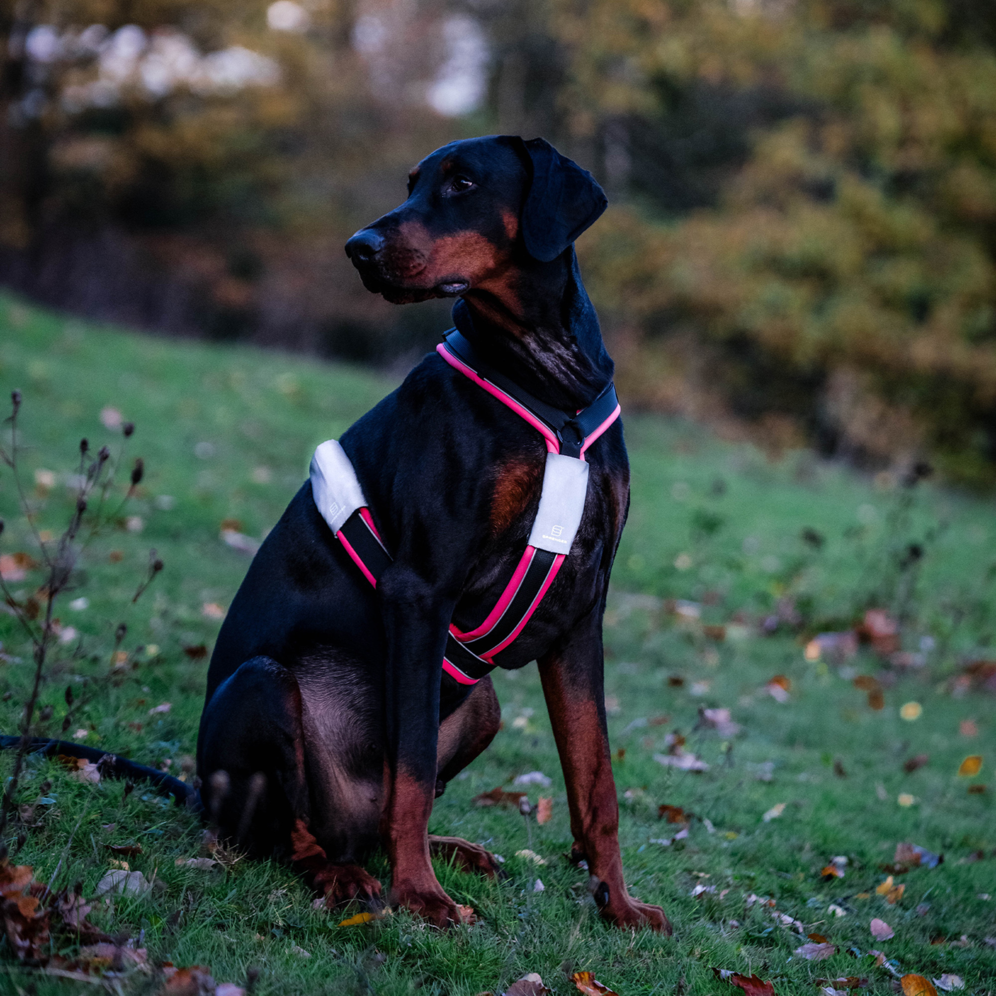 Reflektorpatch Hundegeschirr | 5500030100-5.png
