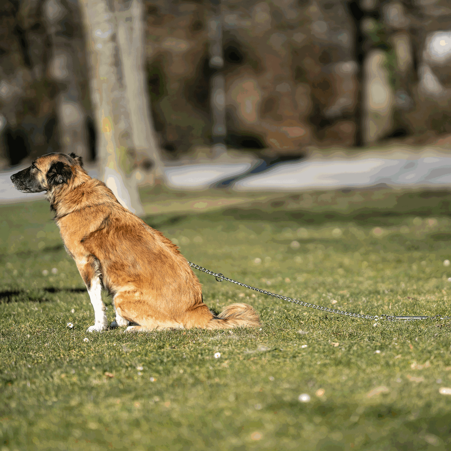 Anlegekette mit Entlastungsfeder Stahl vernickelt 4 mm 200 cm | 5571120001_3.png | 1731103325