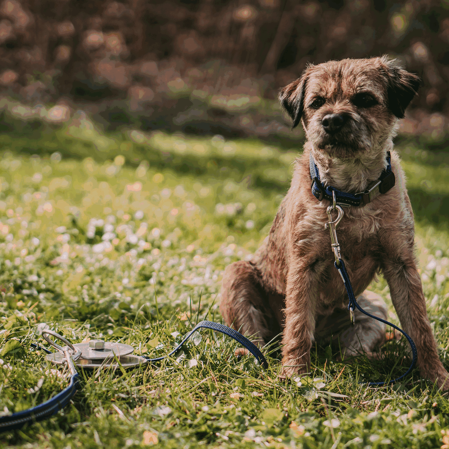 Camping mit Hund Bundle | 55991_55-5.png | 1731103504