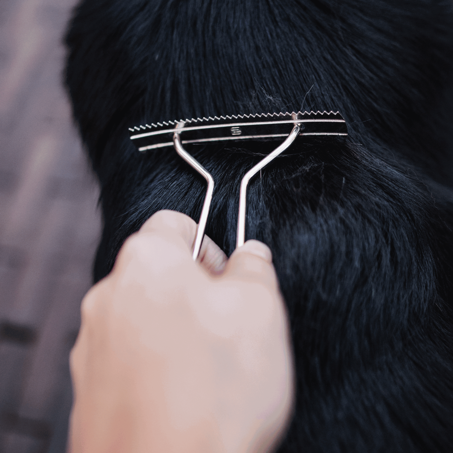 Hundekratzer Stahl vernickelt | 57020_01_14.png | 1731103518