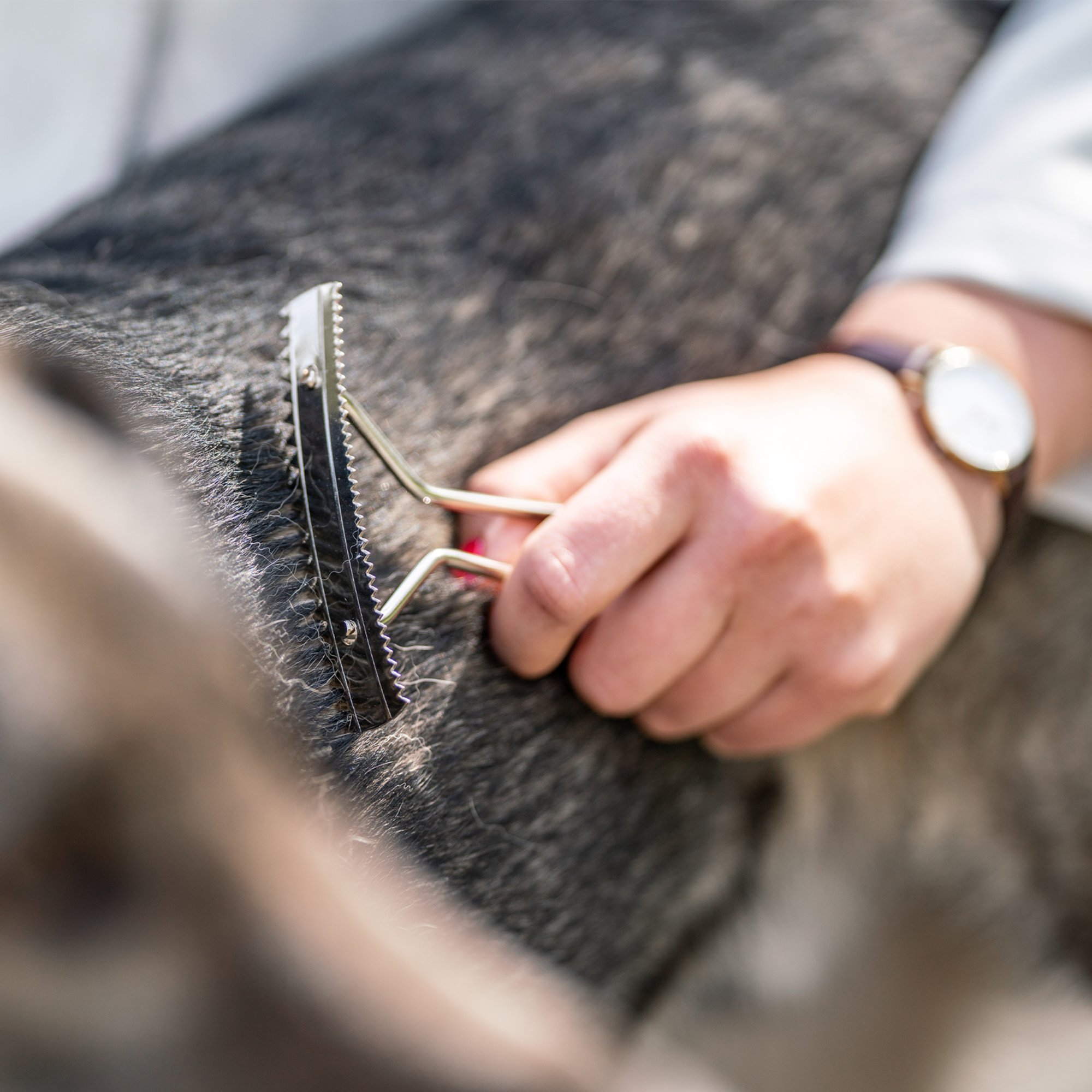 Hundekratzer Stahl vernickelt | 57020_01_6.png
