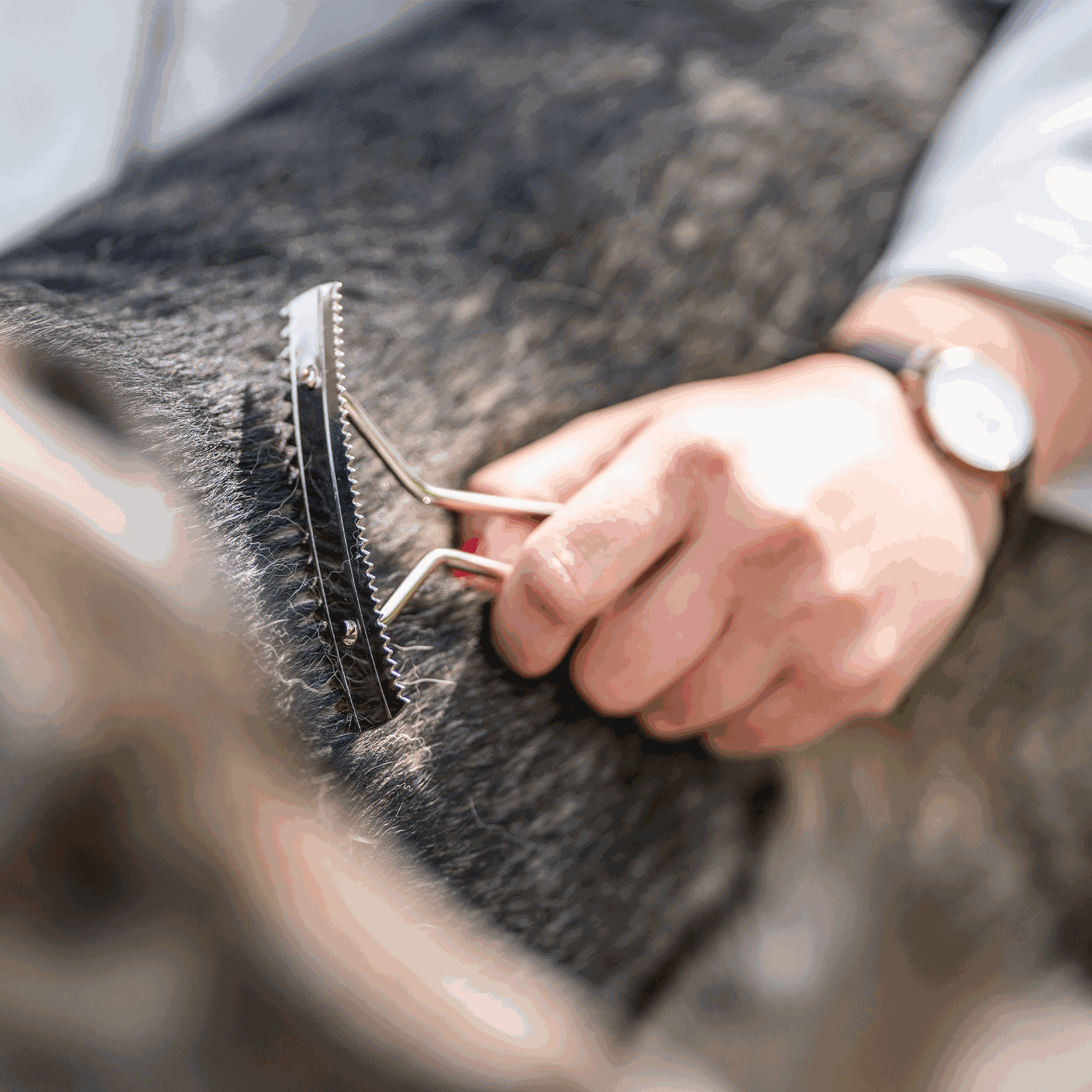 Hundekratzer Stahl vernickelt | 57020_01_6.png | 1731103524