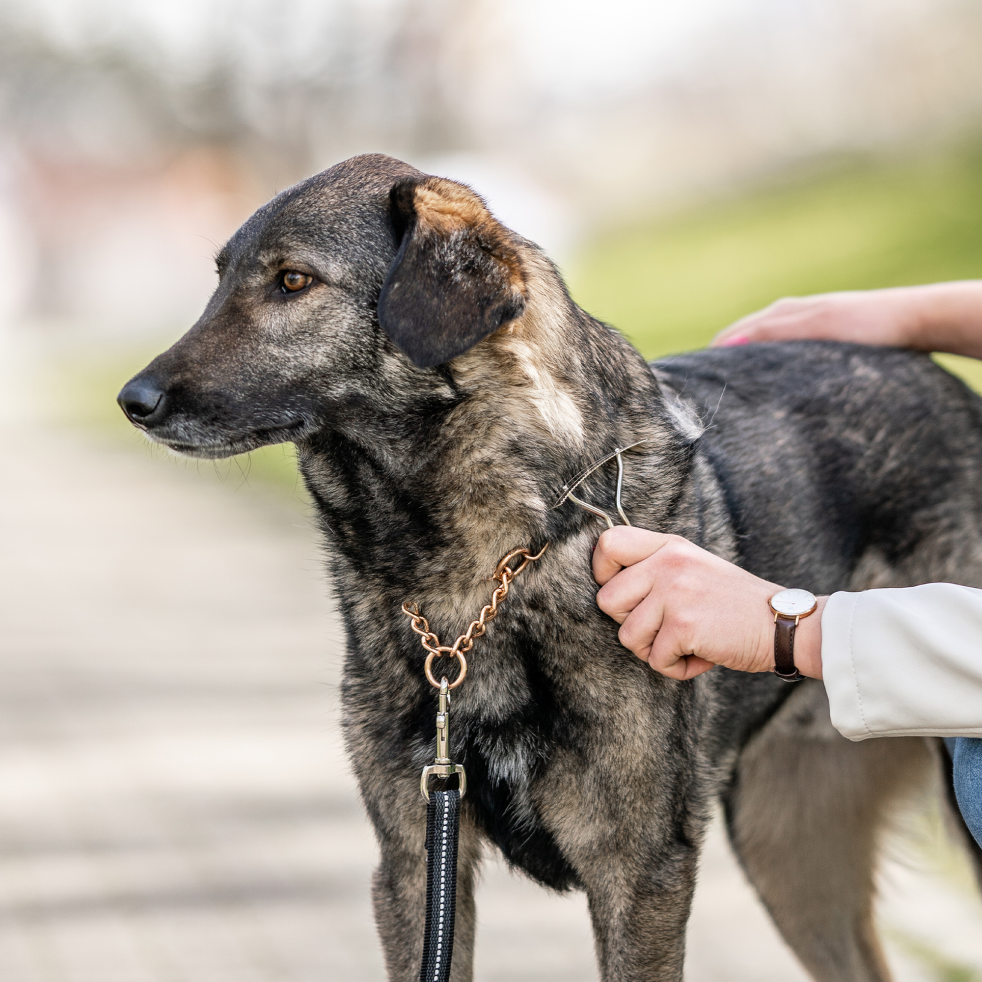 Hundekratzer Stahl vernickelt | 57020_01_7.png