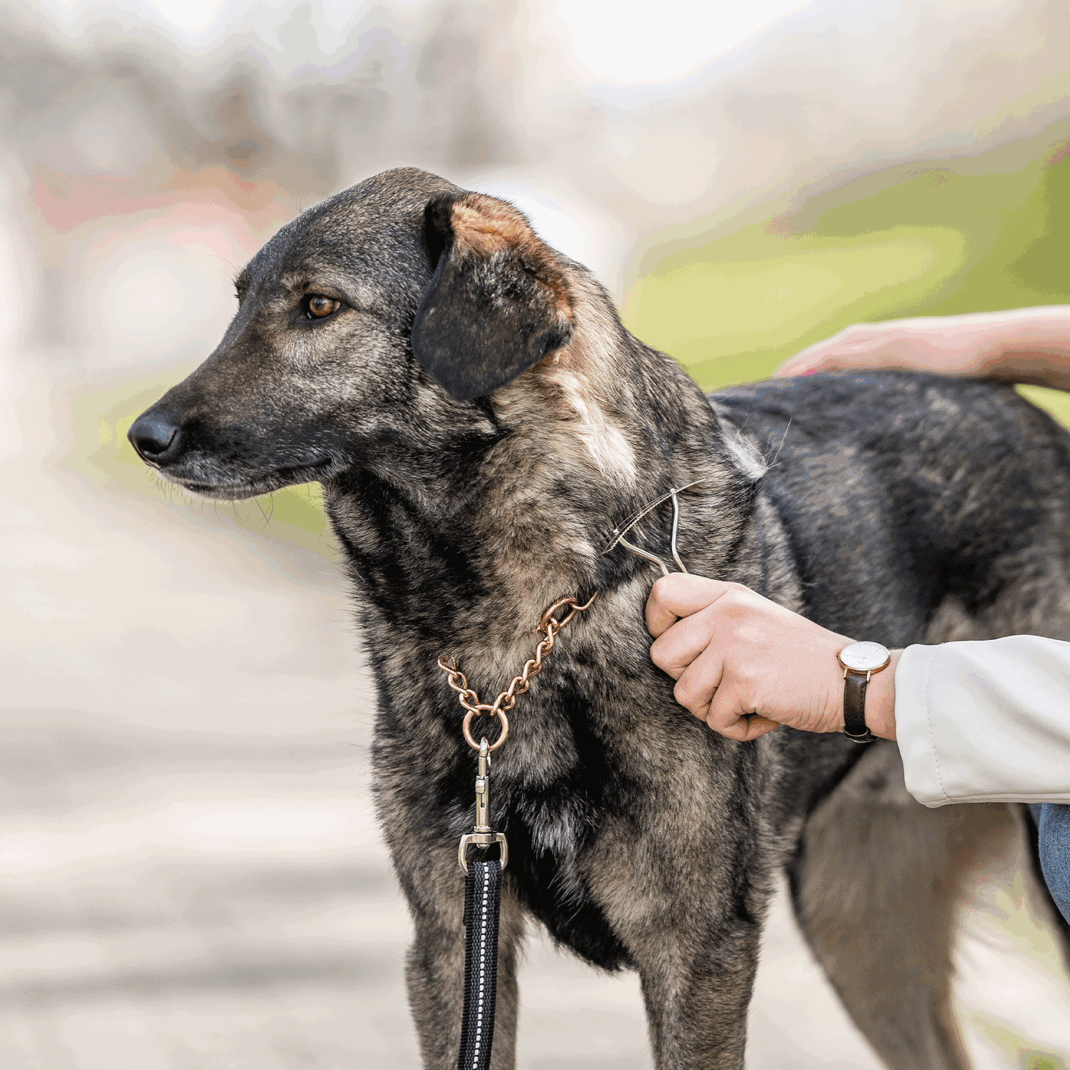 Hundekratzer Stahl vernickelt | 57020_01_7.png | 1731103524