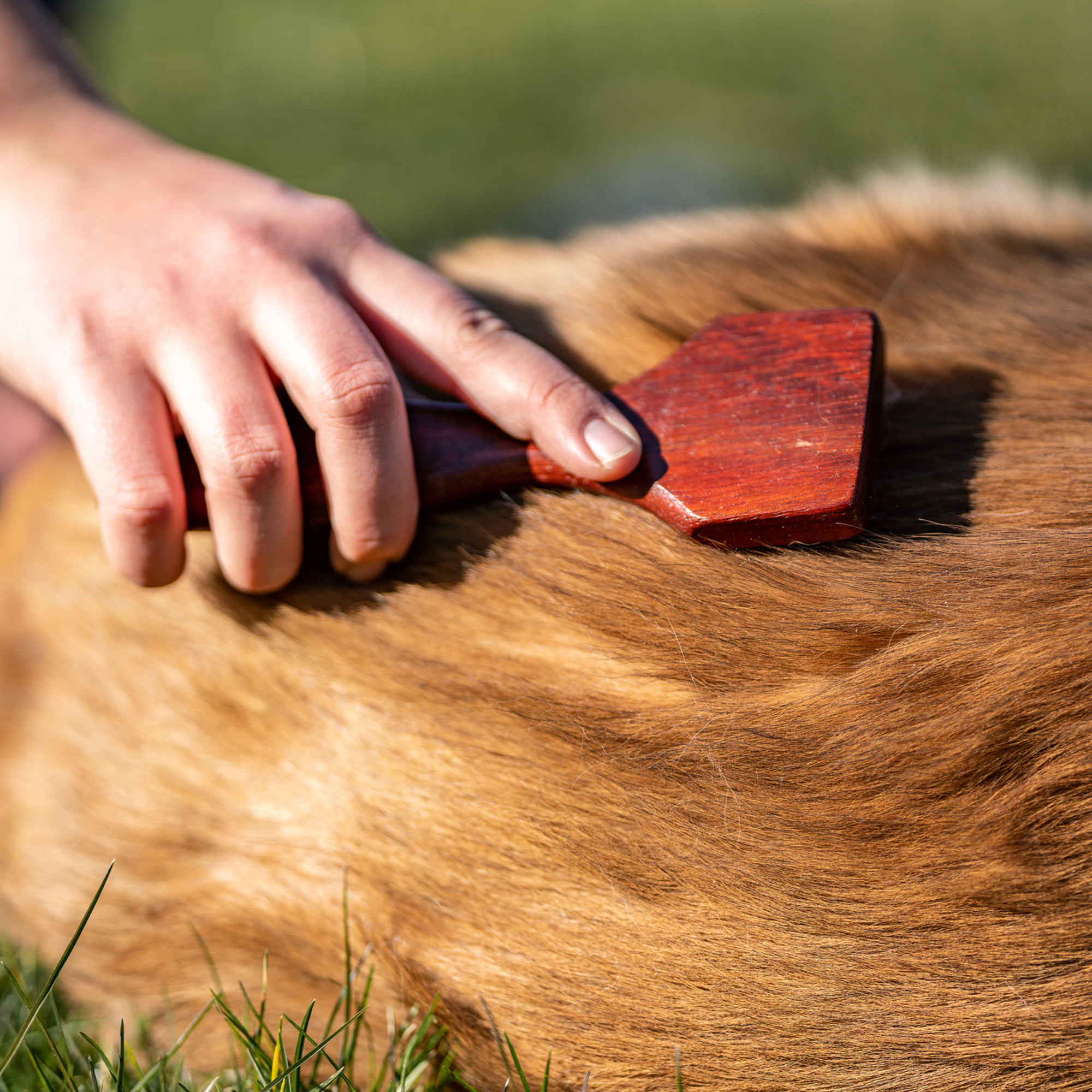Hundekratzer 3 reihig 20 mm Stahlzinken | 5705300100_5.png