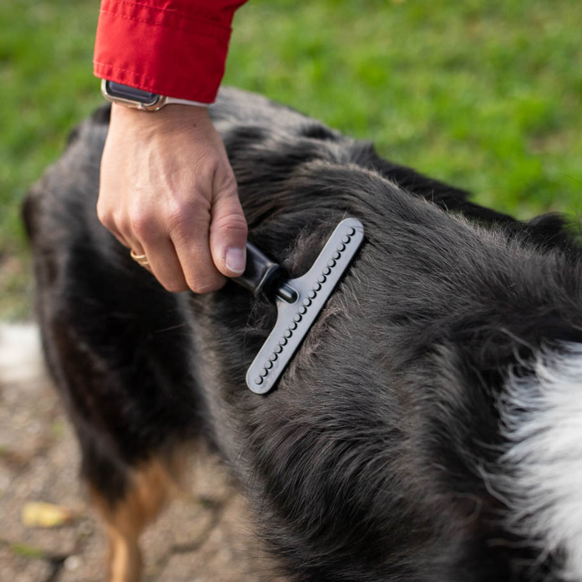 Hundekratzer Stahl beschichtet 1 reihig | 57592_00-4.png
