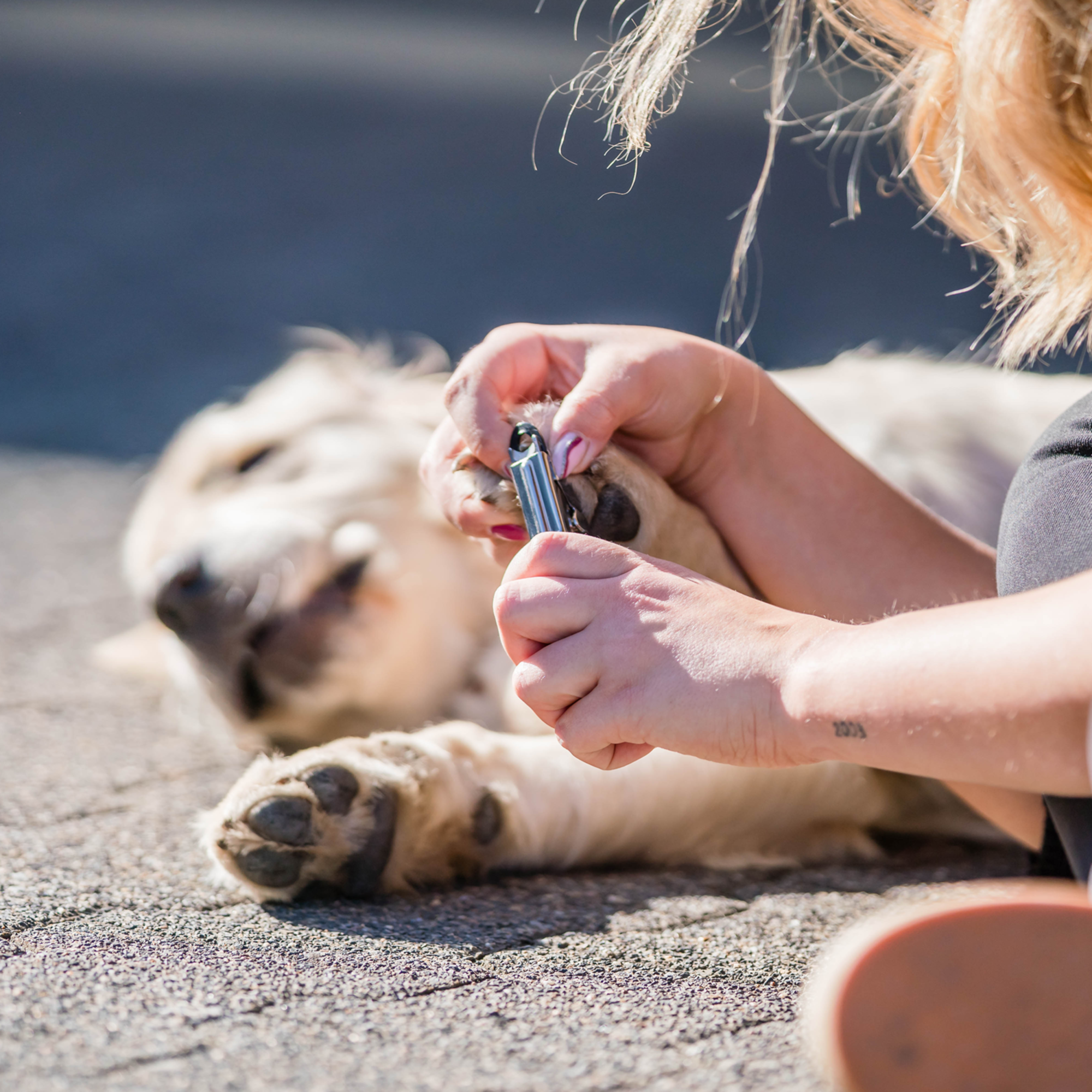 Safari® Hunde Krallenzange Guillotine | 5790000773_1.png