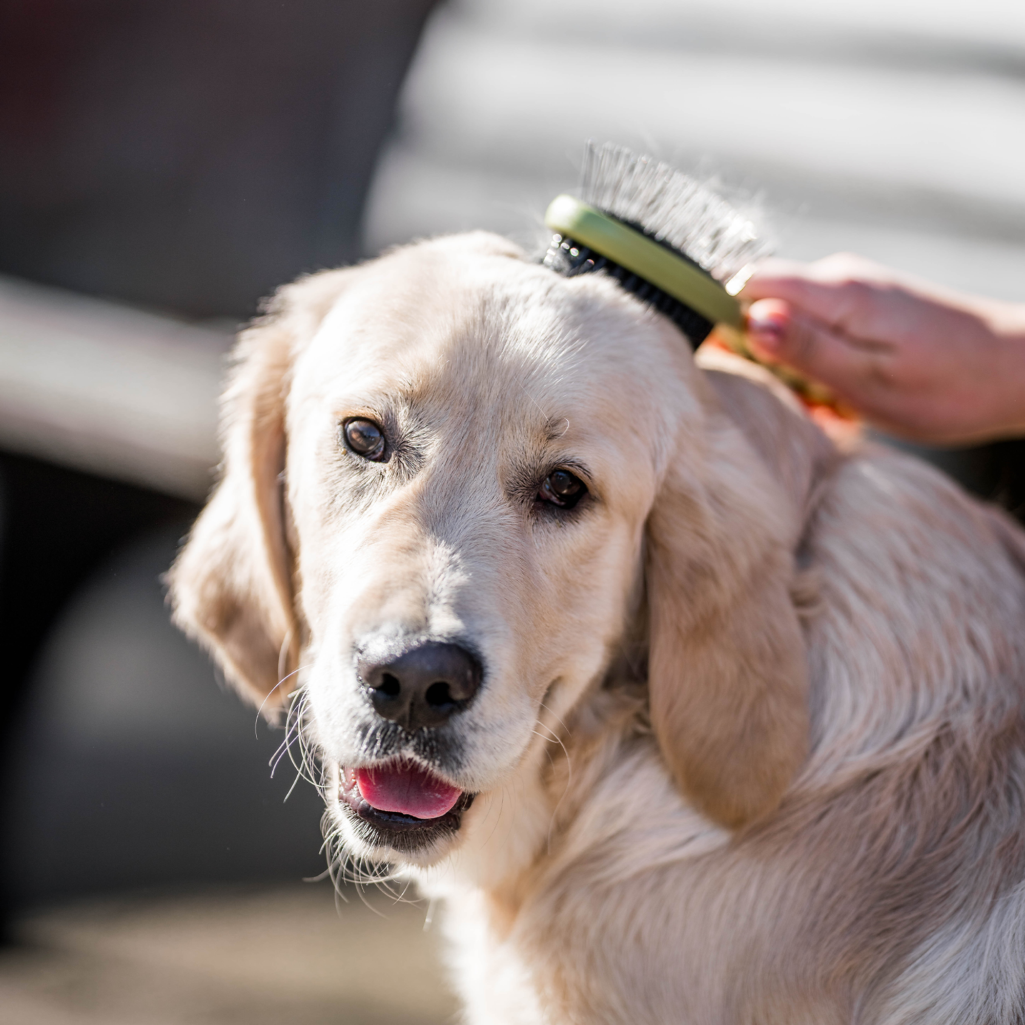 Safari® Hunde Doppelbürste | 5790001273_3.png