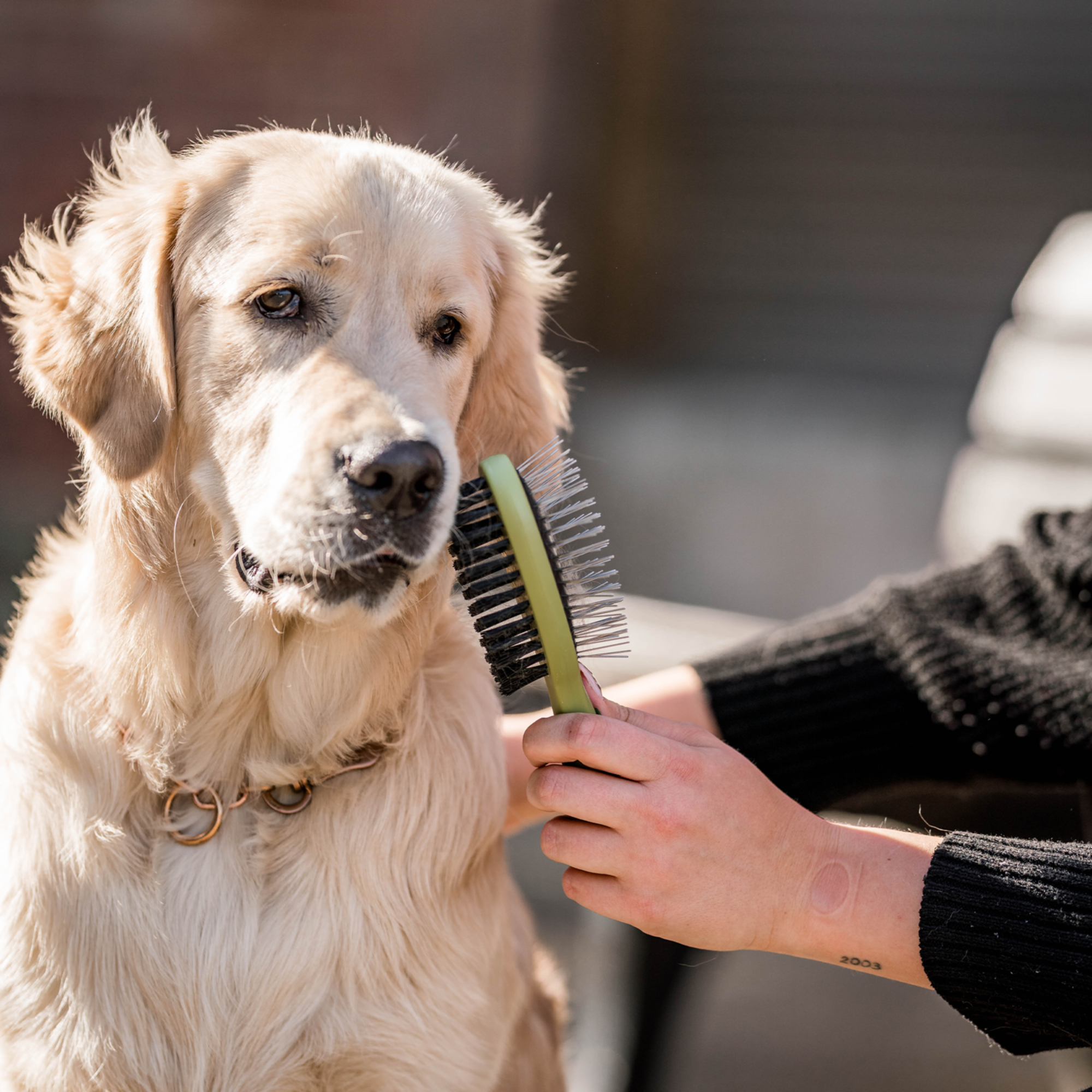 Safari® Hunde Doppelbürste | 5790001273_5.png