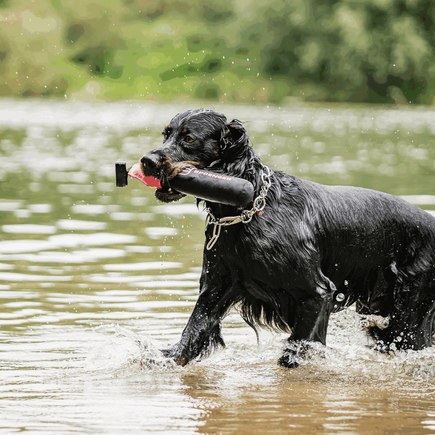 Hundespielzeug Dummy | 5818700100_10.png | 1731103709