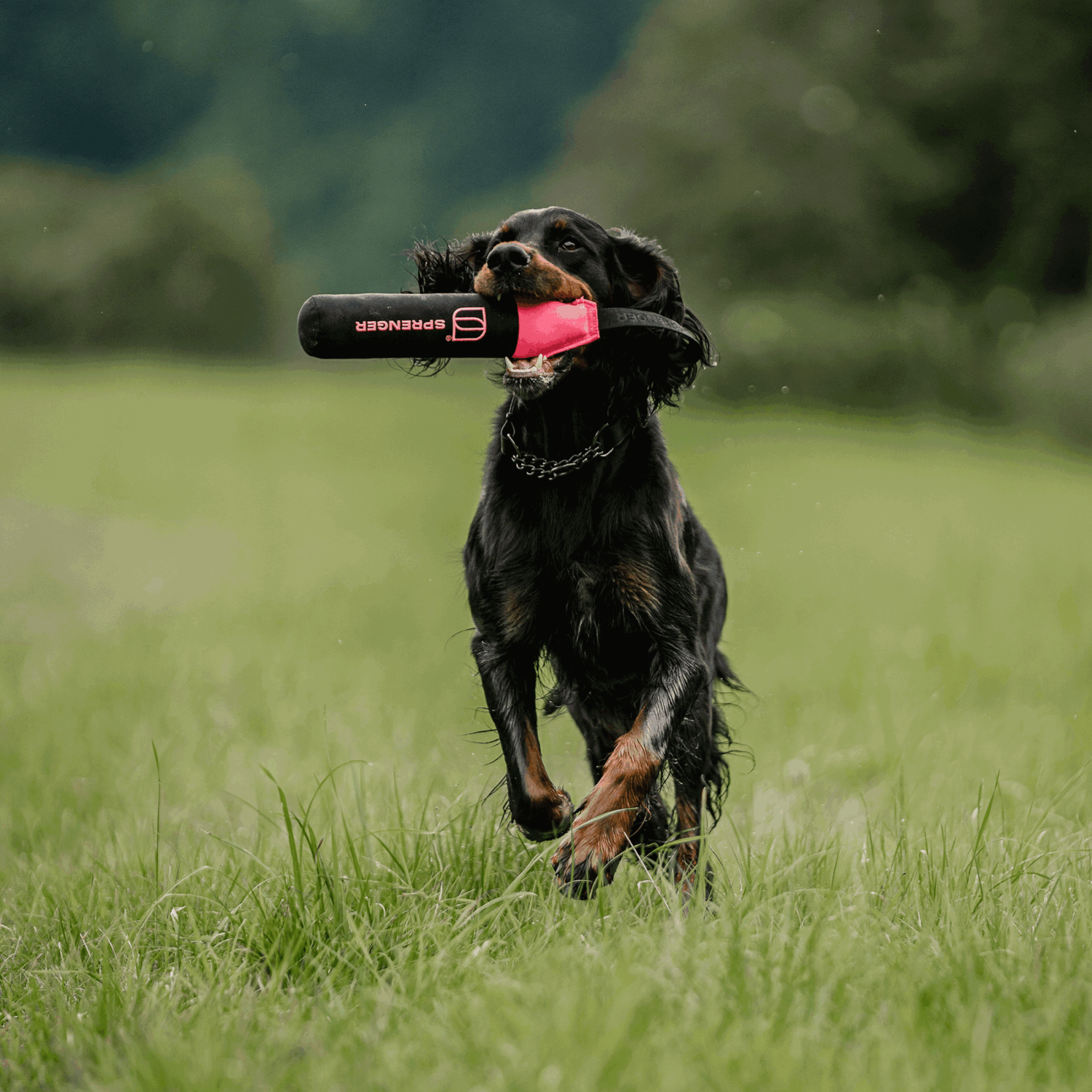 Hundespielzeug Dummy | 5818700100_12.png | 1731103713