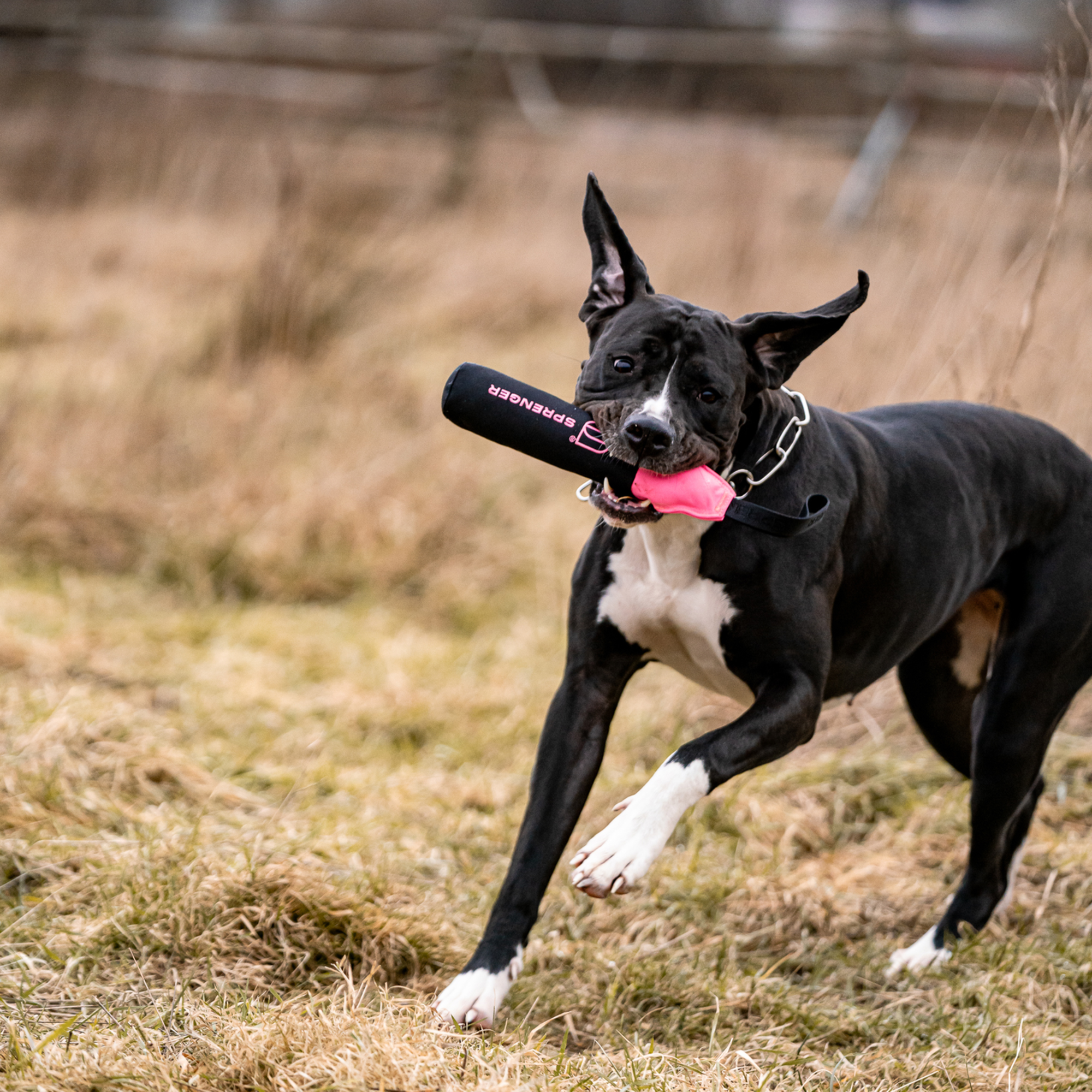 Hundespielzeug Dummy | 5818700100_5.png