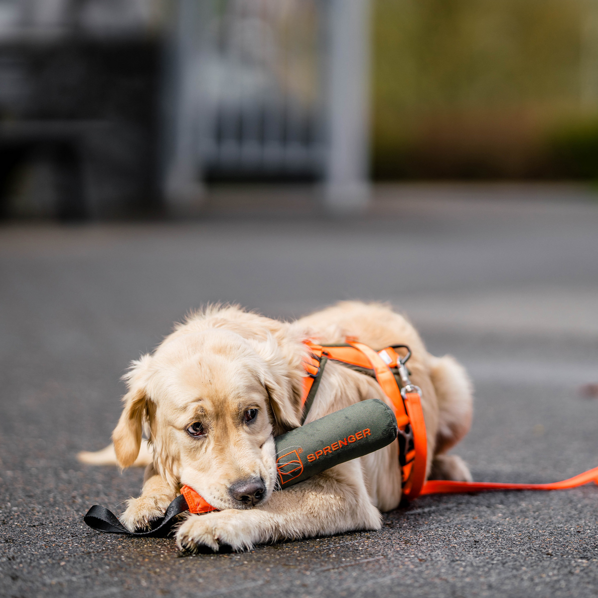 Hundespielzeug Dummy | 5818700173_1.png