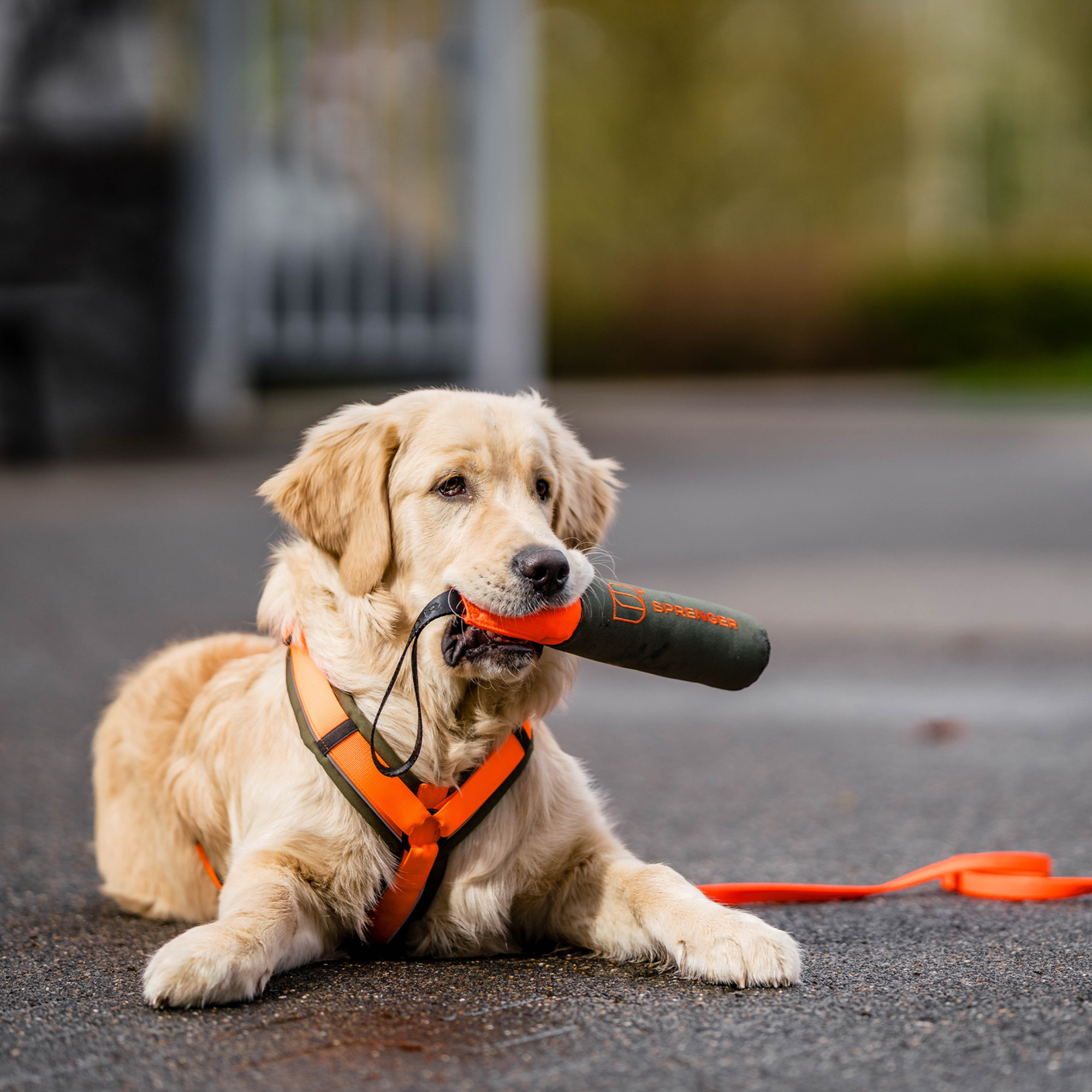 Hundespielzeug Dummy | 5818700173_2.png