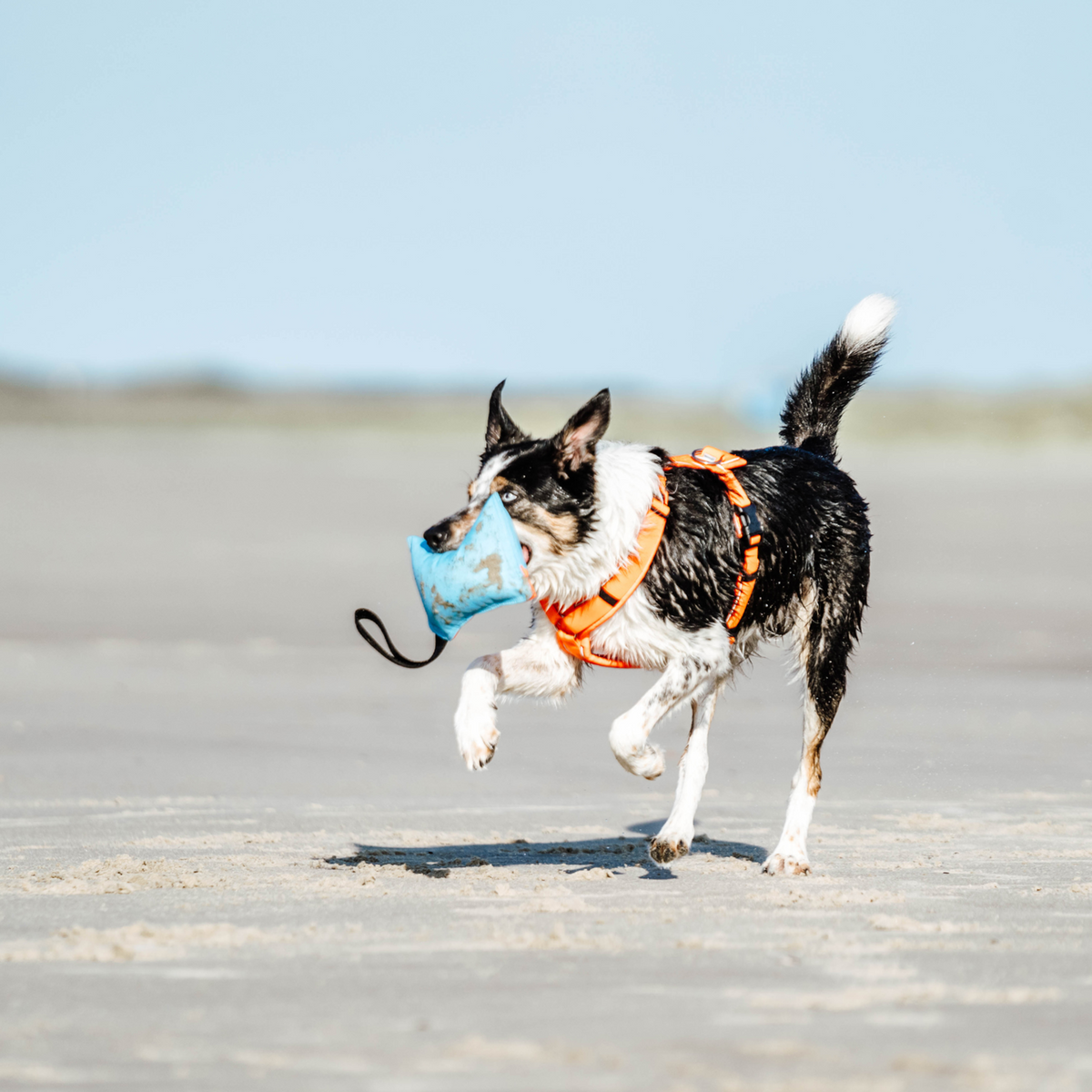 Hundespielzeug Kissen | 5818700200_10.png