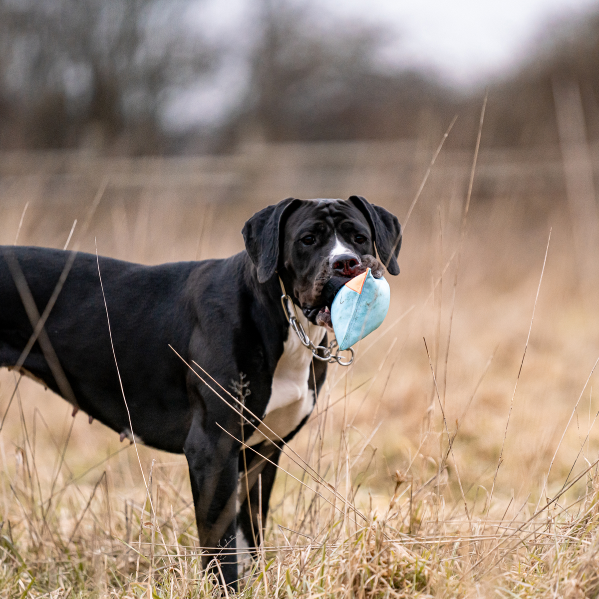 Hundespielzeug Kissen | 5818700200_5.png