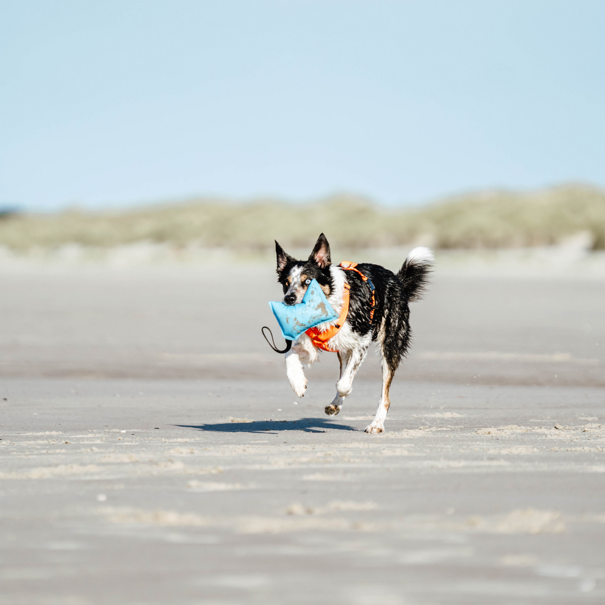 Hundespielzeug Kissen | 5818700200_9.png