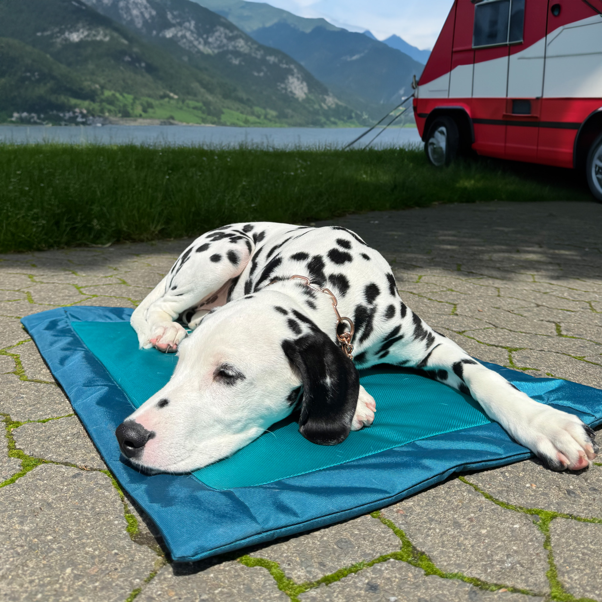 Hundematte | 5818800176_1.png