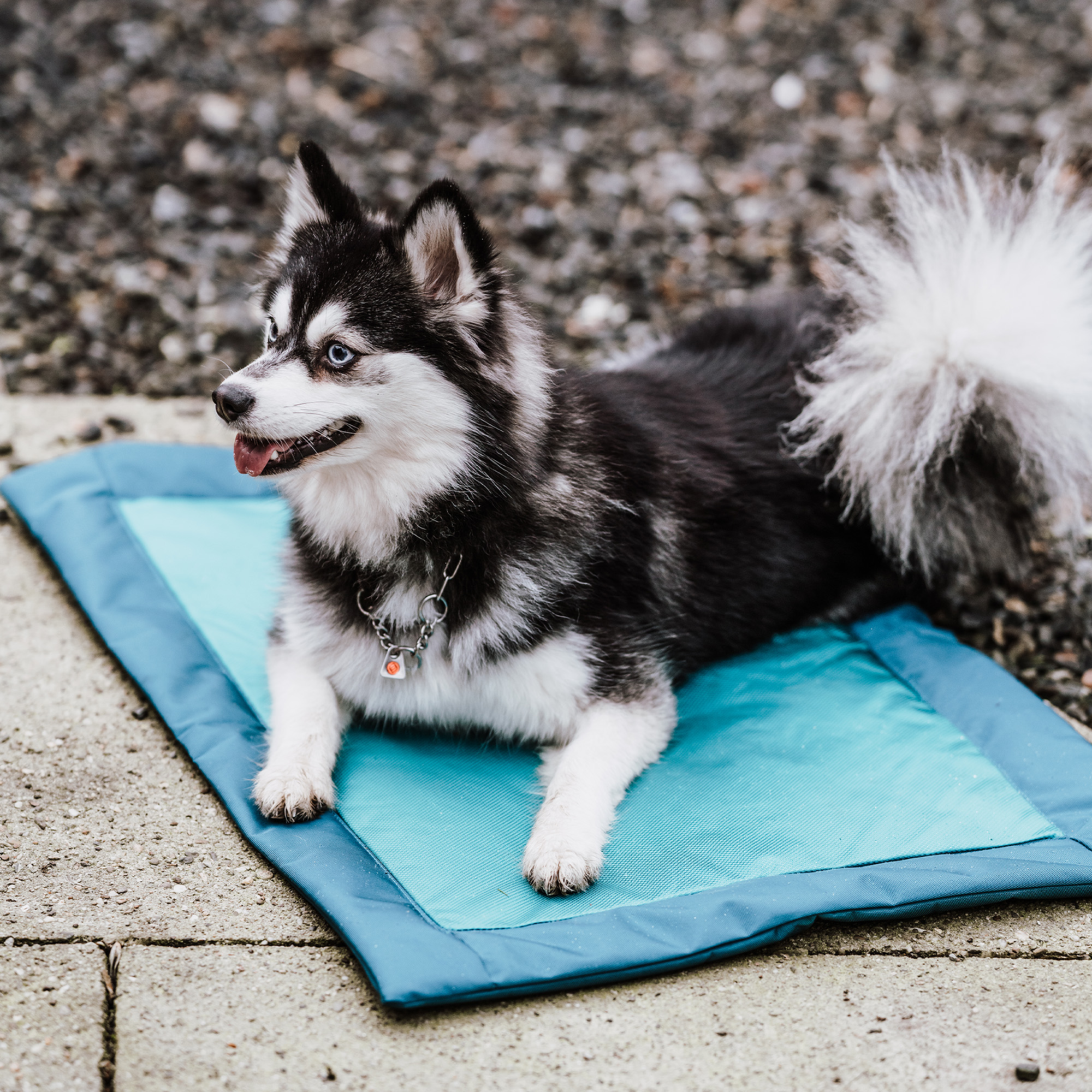 Hundematte | 5818800176_2.png