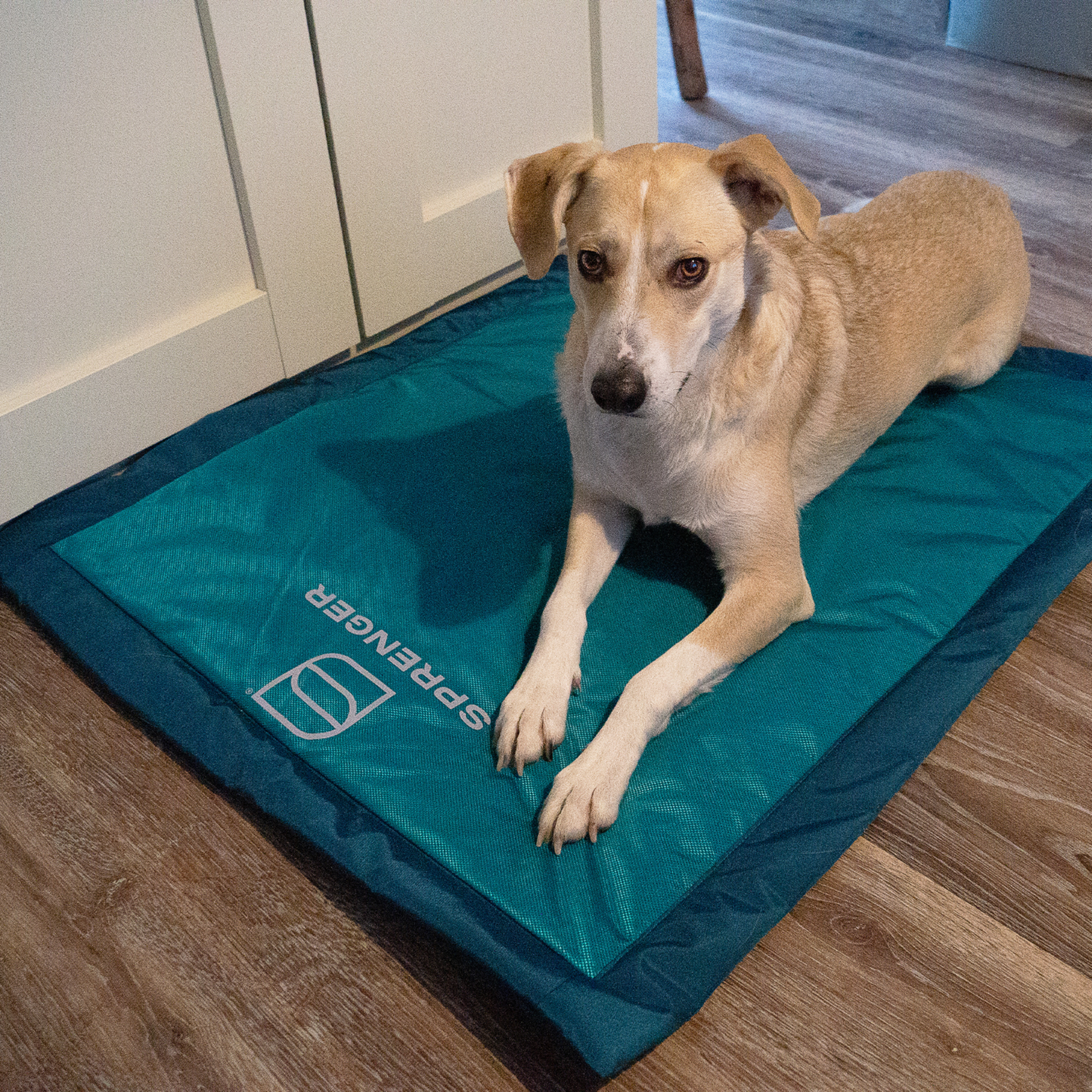 Hundematte | 5818800376_1.png