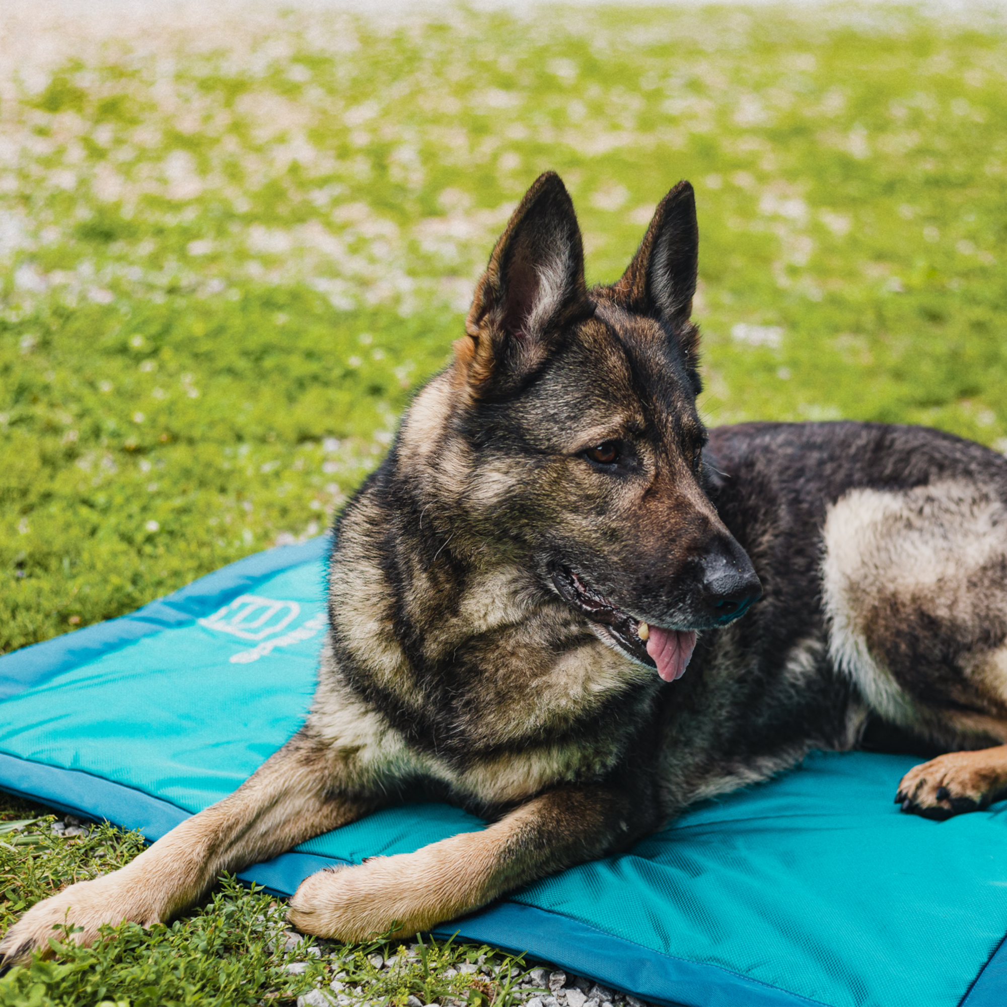 Hundematte | 5818800376_12.png
