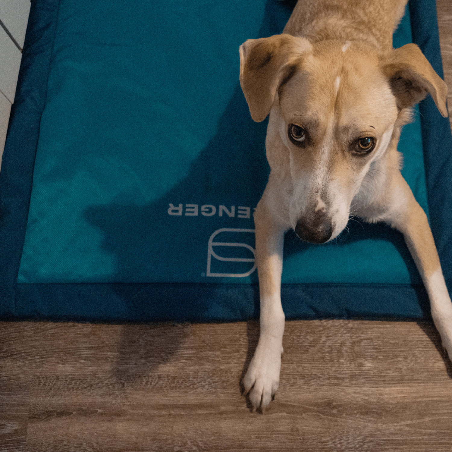 Hundematte | 5818800376_4.png | 1731103774