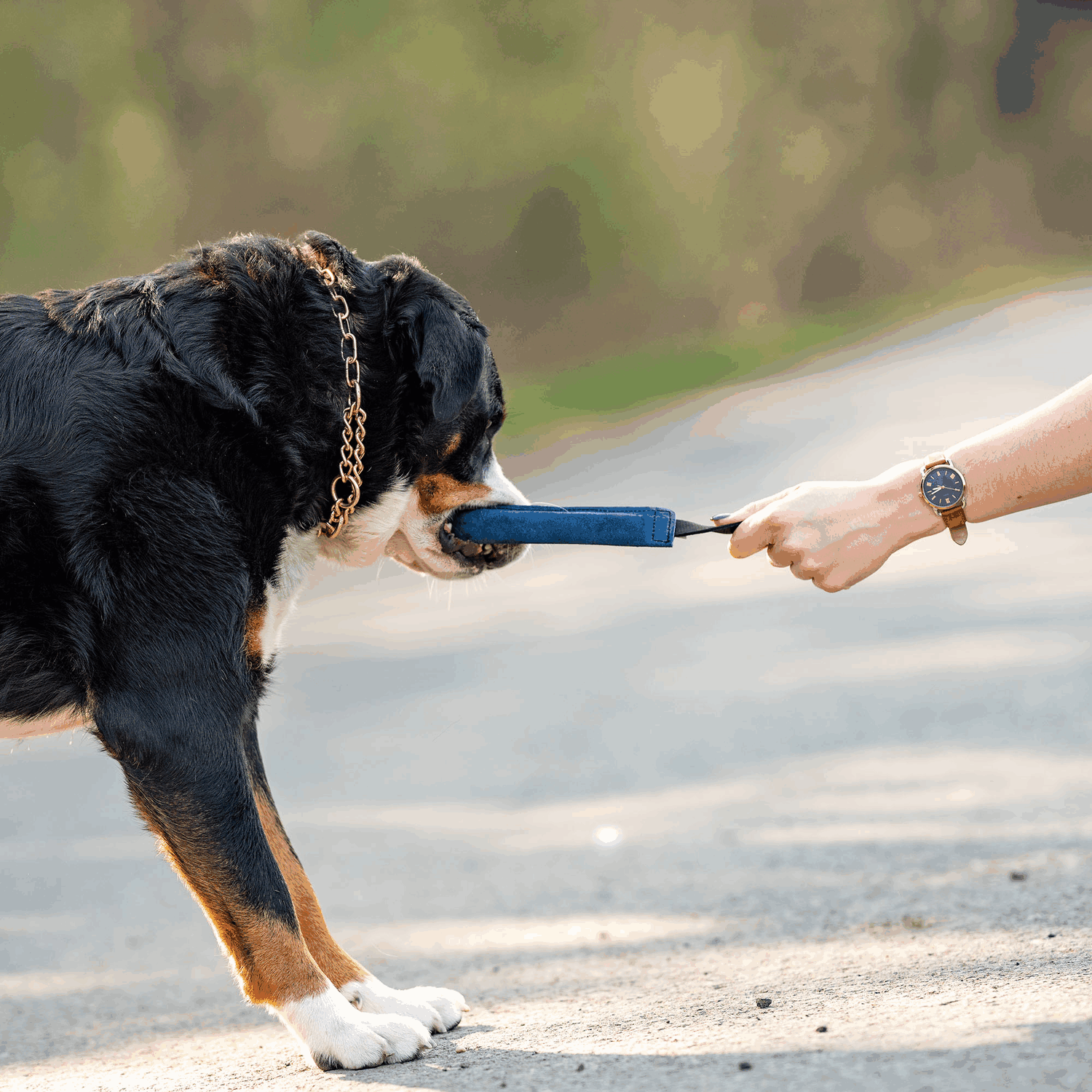 Leder Bringsel | 58196_001_00-5.png | 1731103586