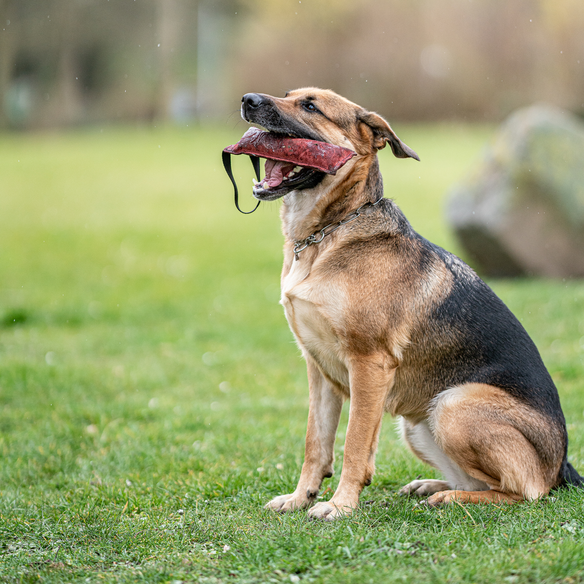 Leder Bringsel | 58196_006_00-2.png