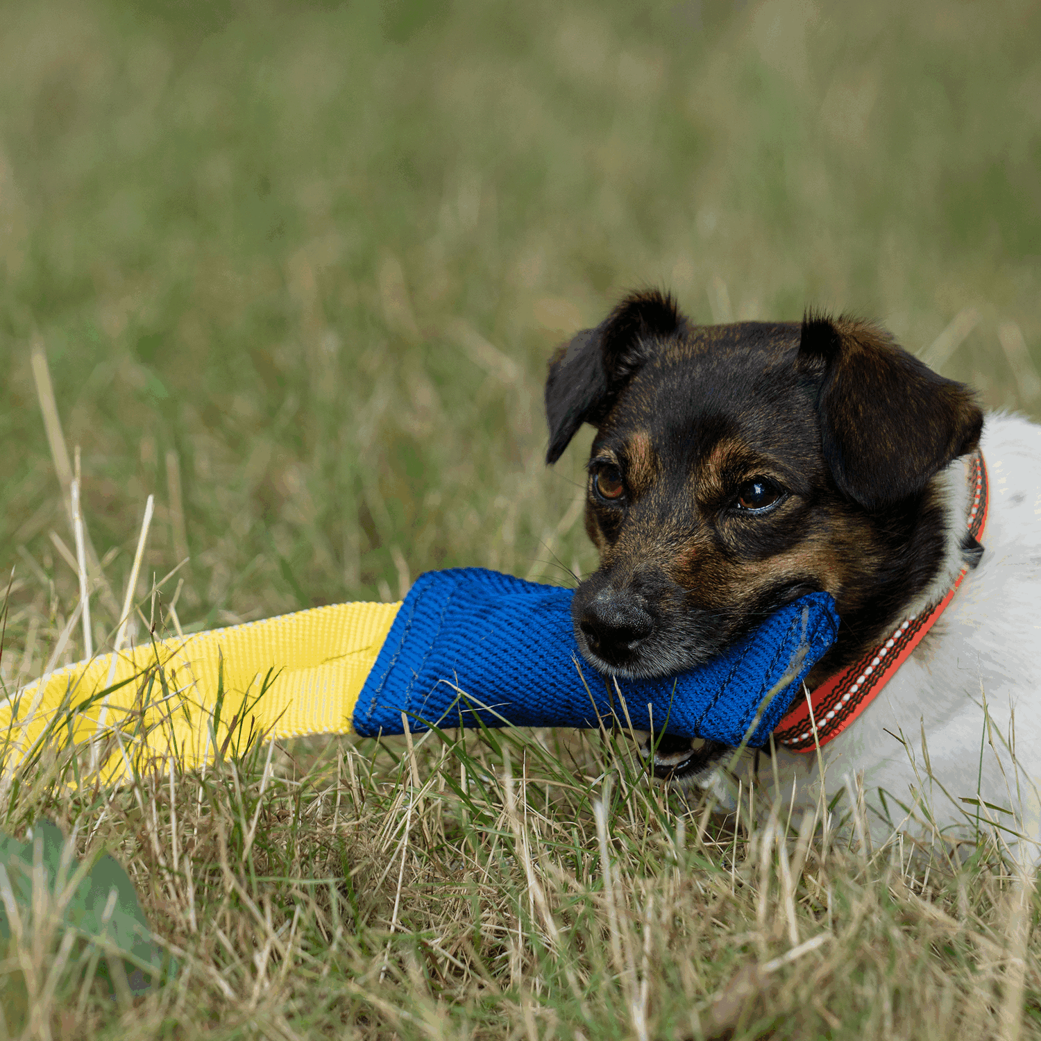 Bringsel Baumwolle XS | 5819705076_5.png | 1731103611